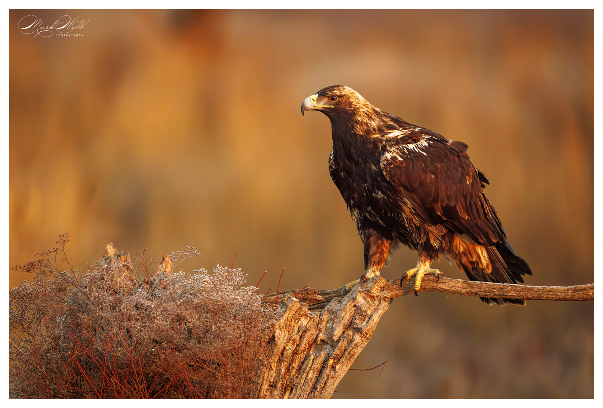 Spanish Imperial Eagle