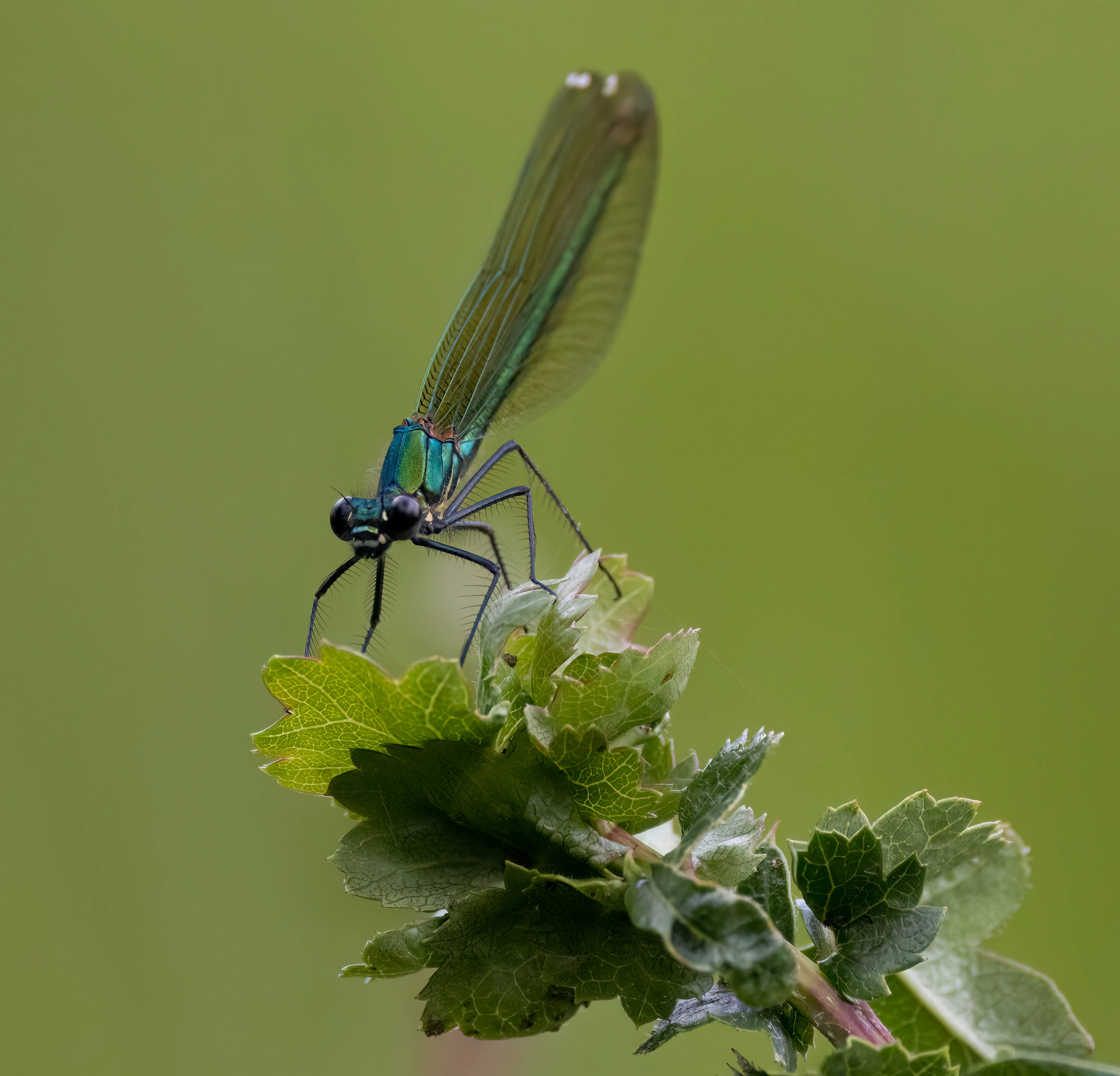 Banded Demoiselle Titchmarsh June 2023