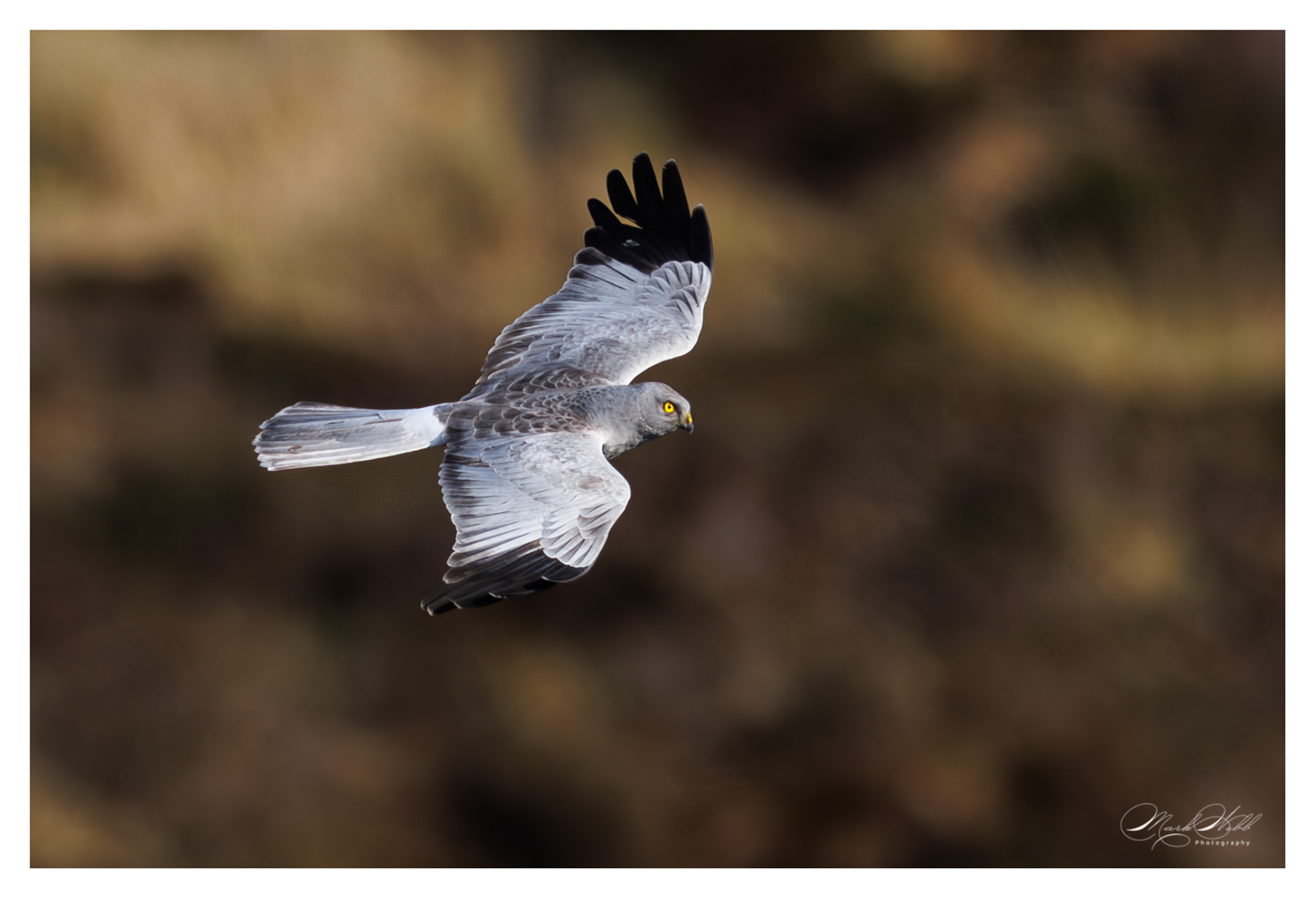 Male Hen Harrier