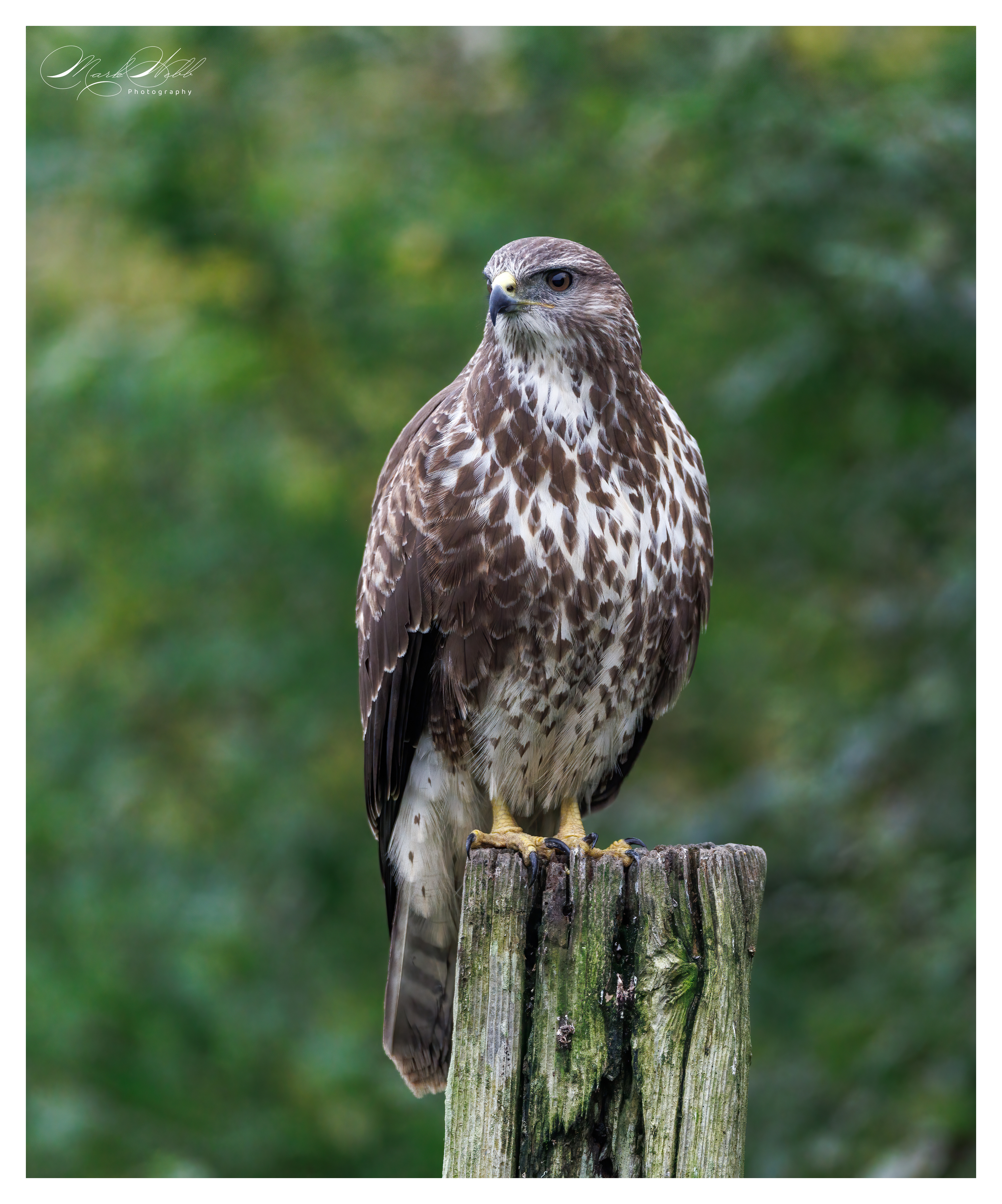 Buzzard Swindon November 2024