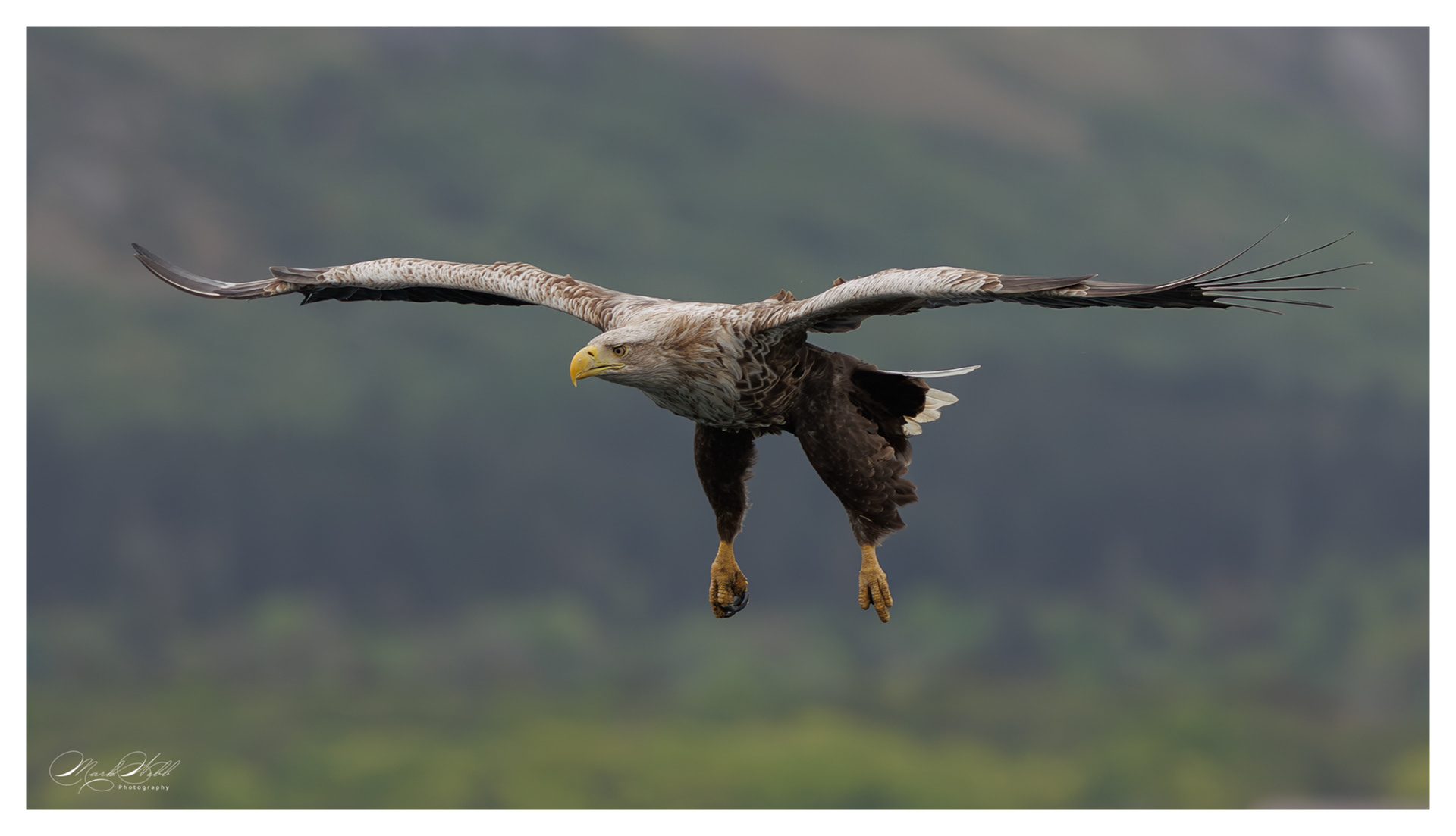 Juvenile White Tailed Sea Eagle