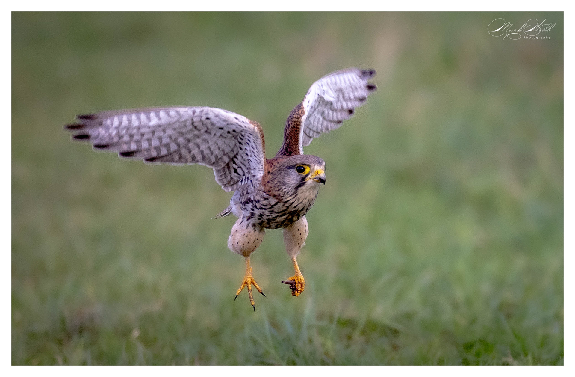 Kestrel Burwell Fen January 2024