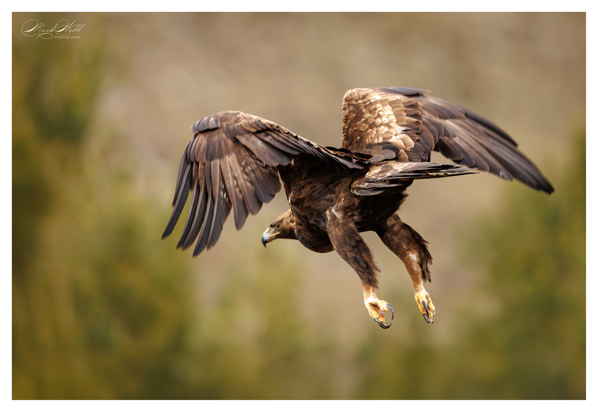 Golen Eagle