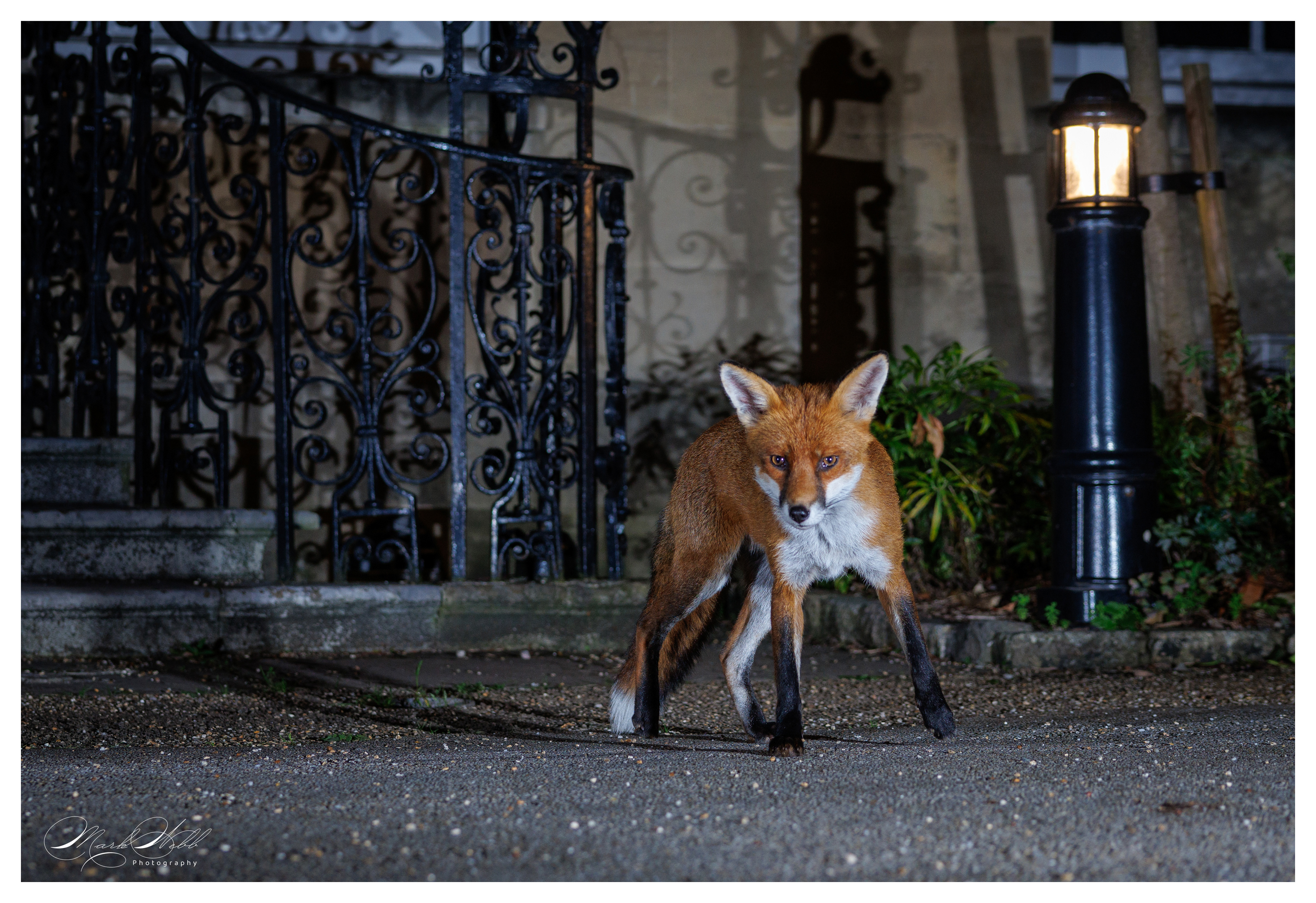 Bristol Foxes September 2024