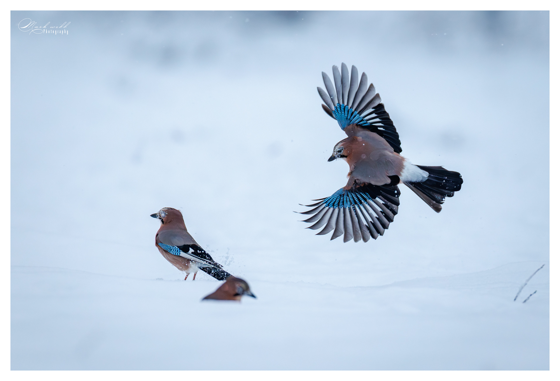 Jays