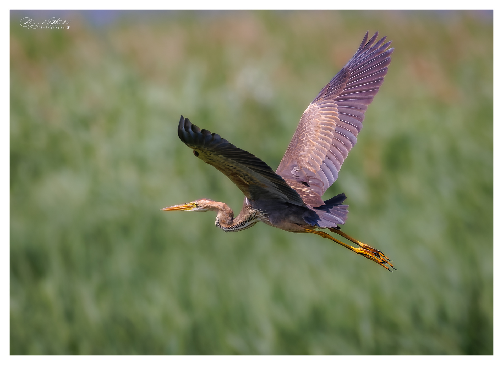 Purple Heron Summer Leys June 2023