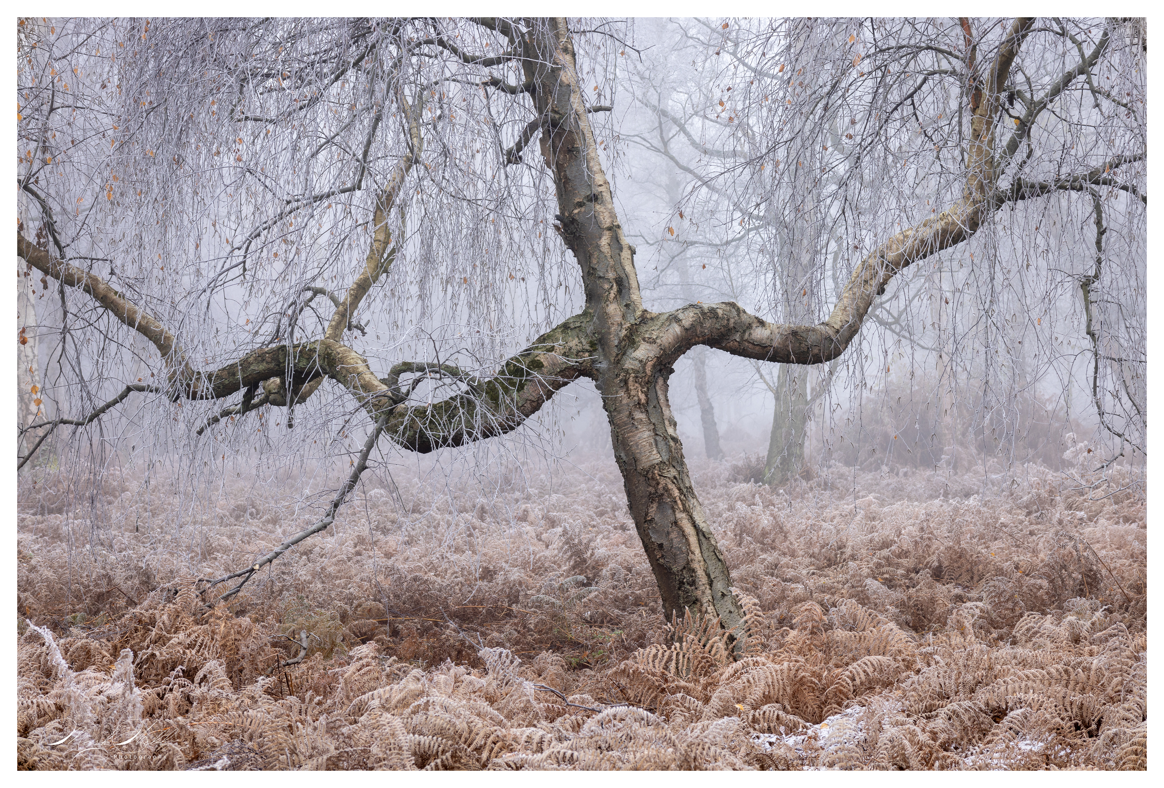 Holme Fen