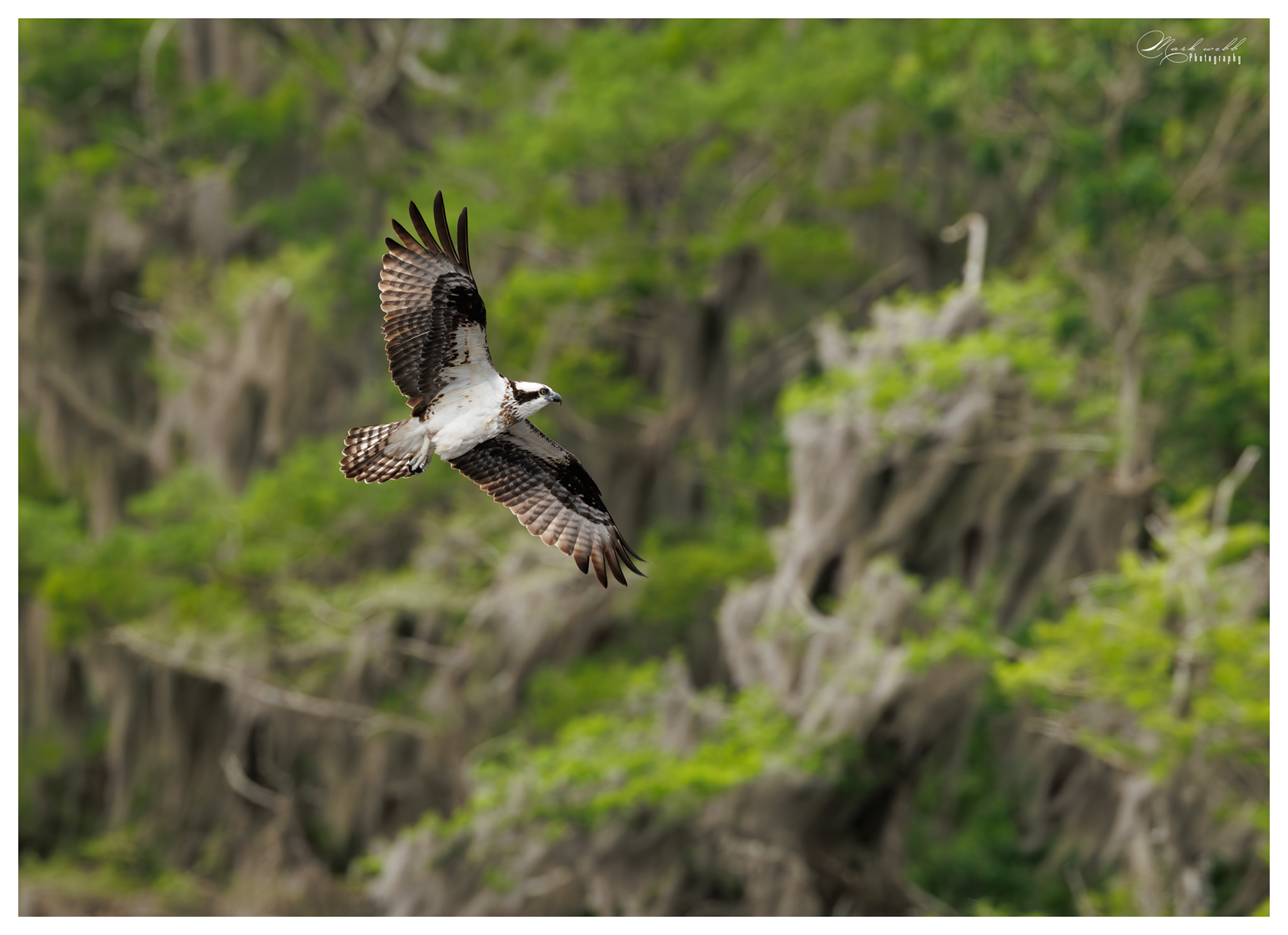 Osprey Blue Cypress Lake