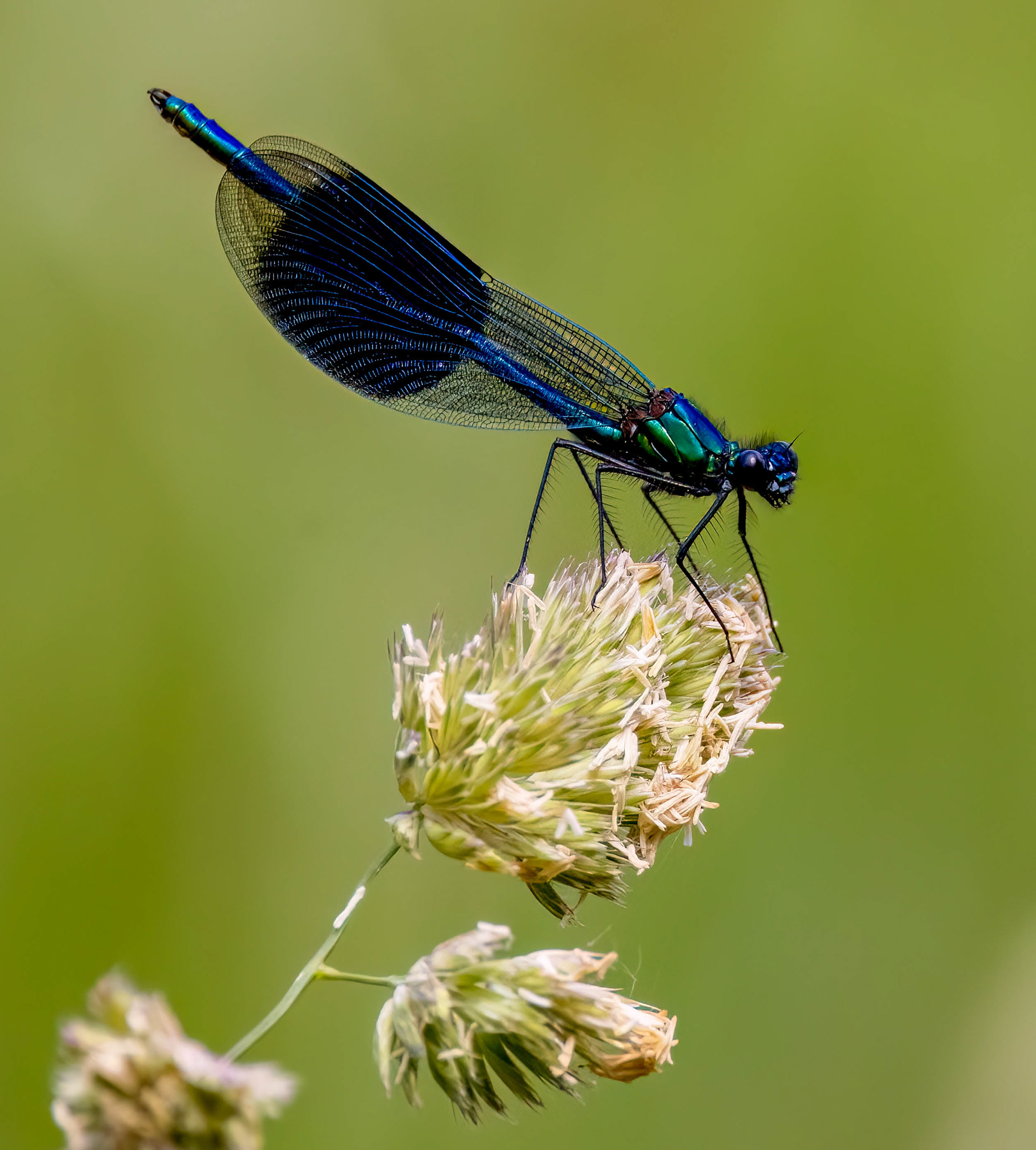 Banded Demoiselle Titchmarsh  June 2023