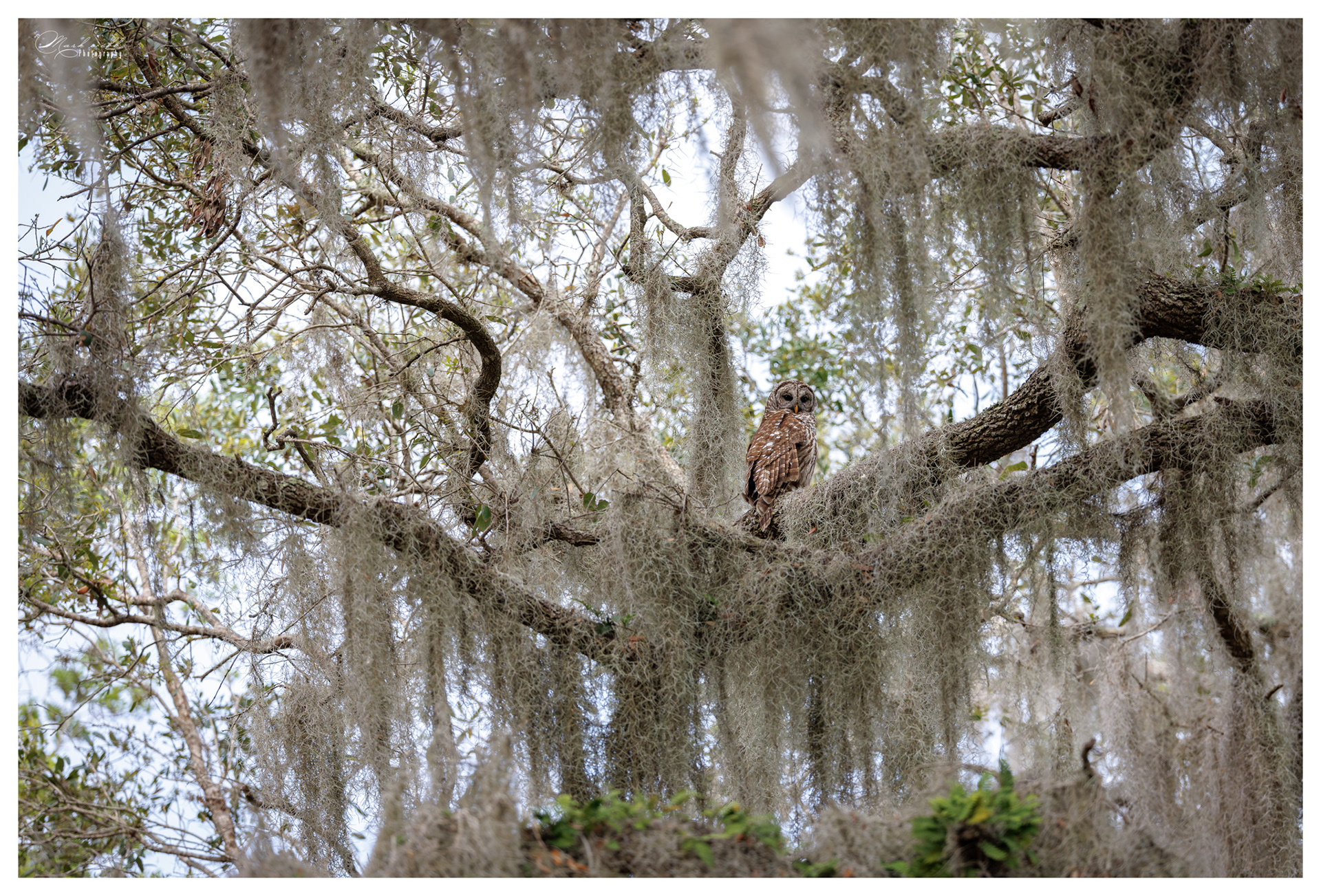 Barred Owl