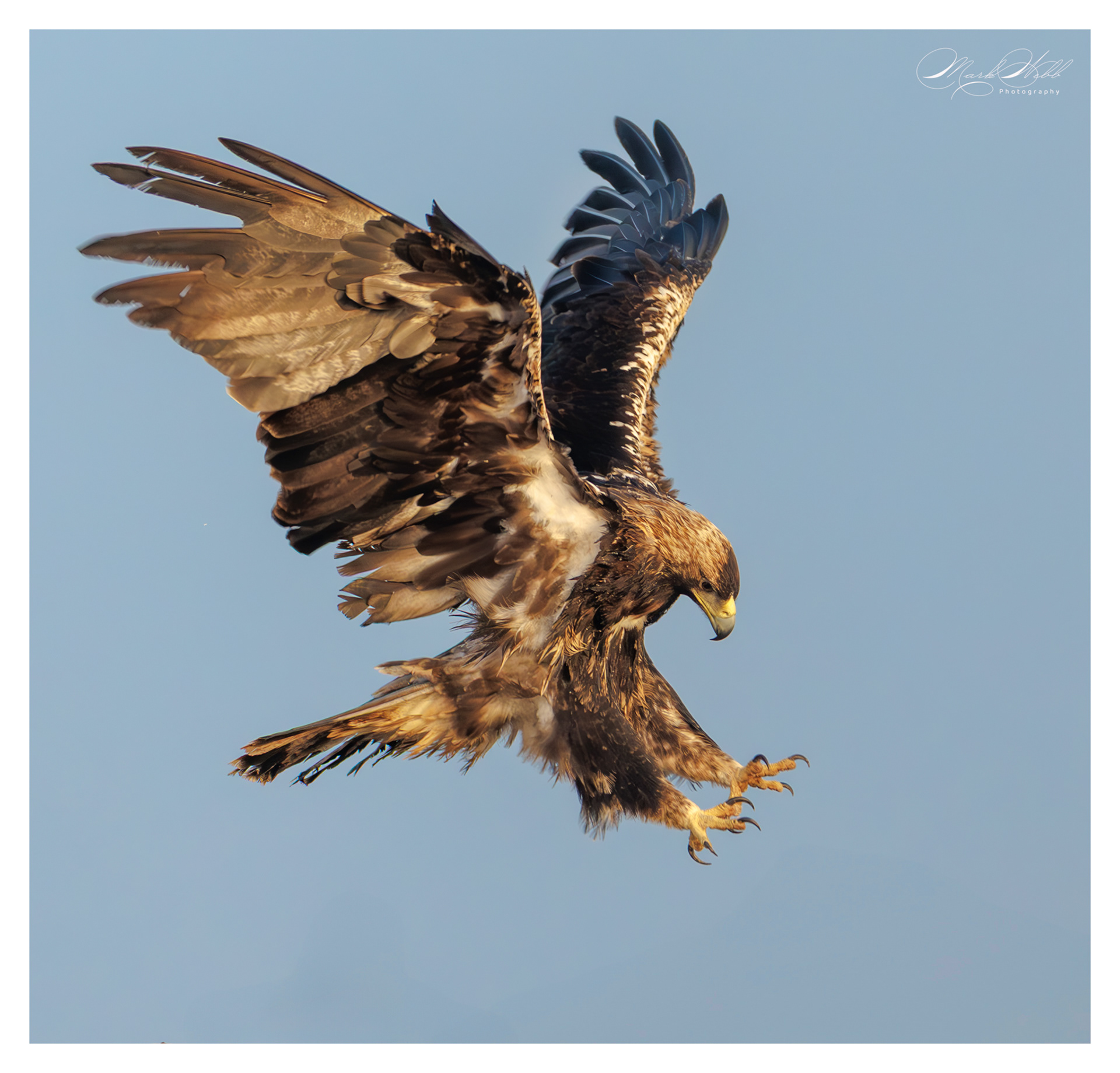 Spanish Imperial Eagle