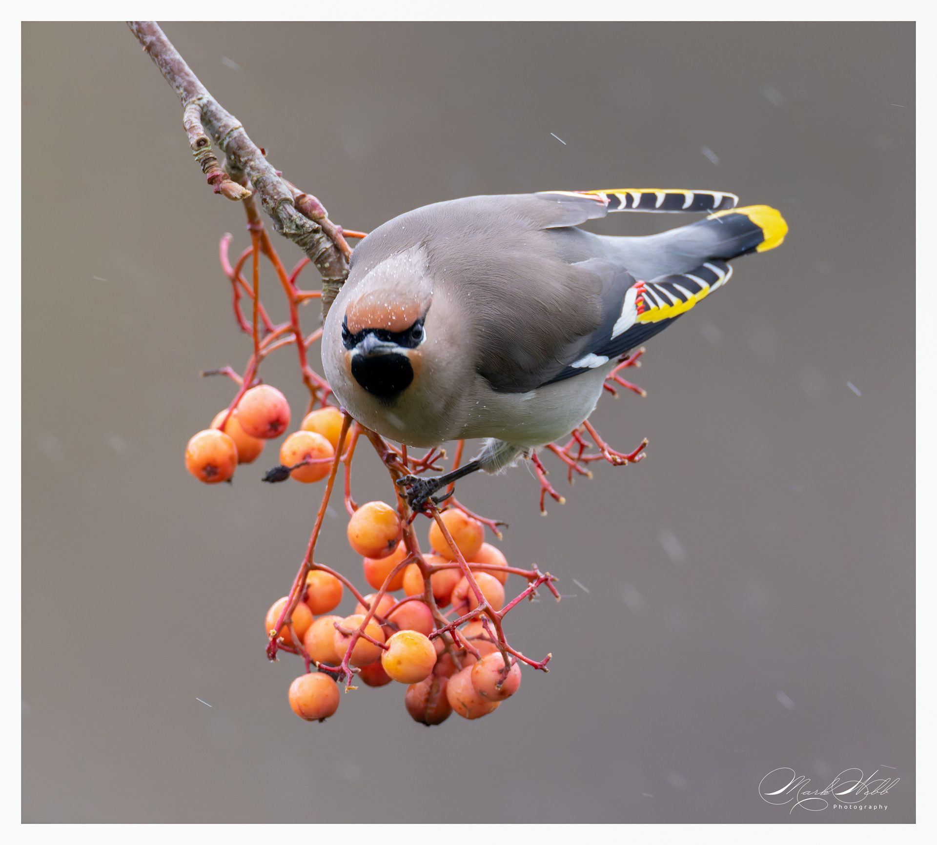 Waxwings Corby January 2024