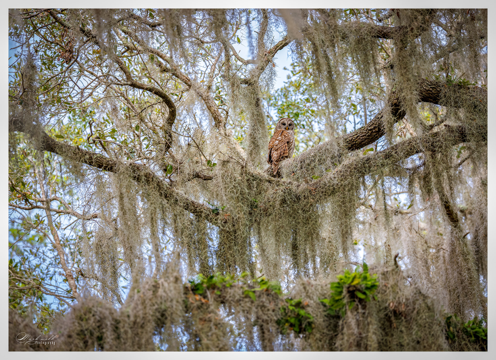 Barred Owl