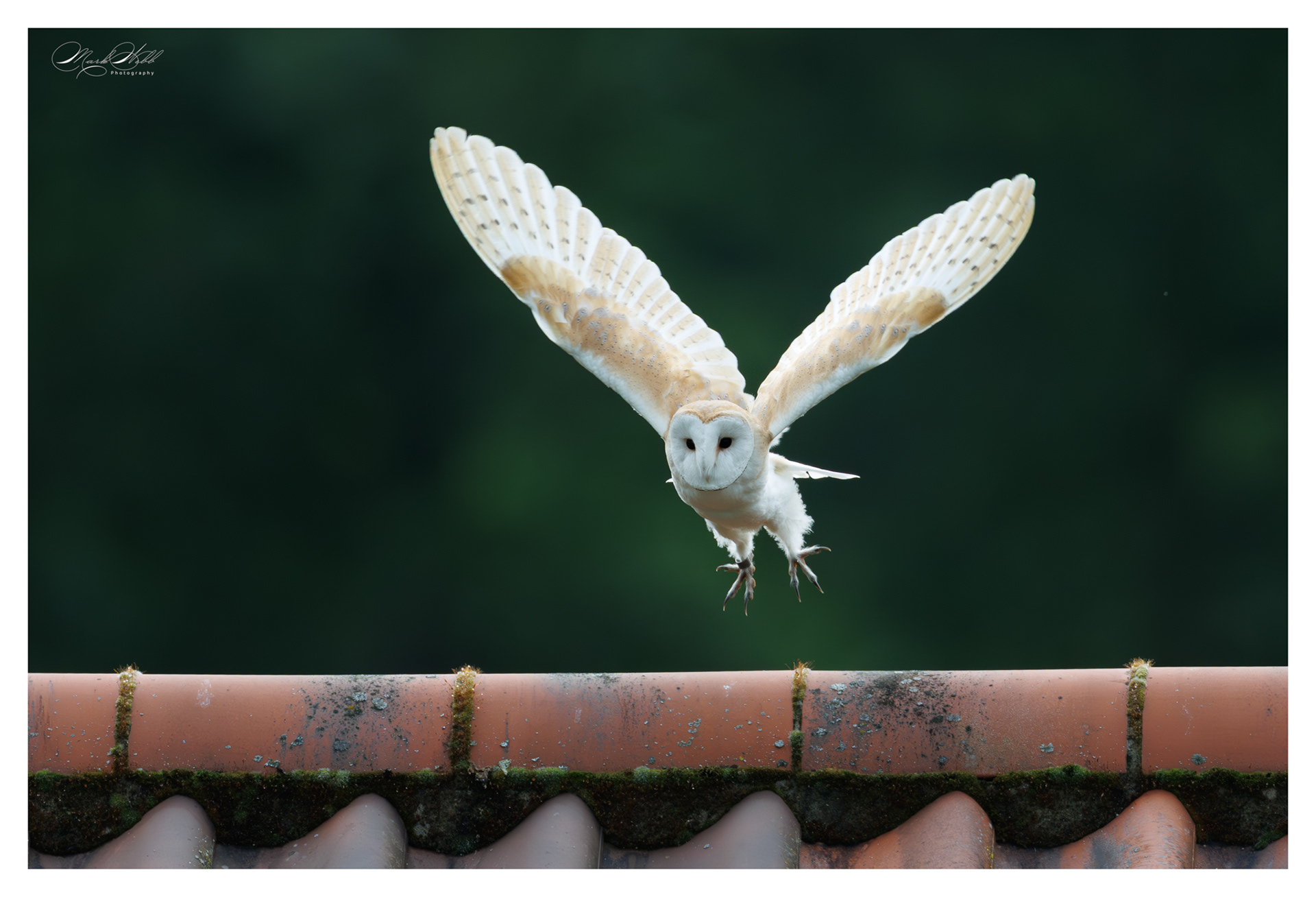 Barn Owl Sculthorpe July 2025