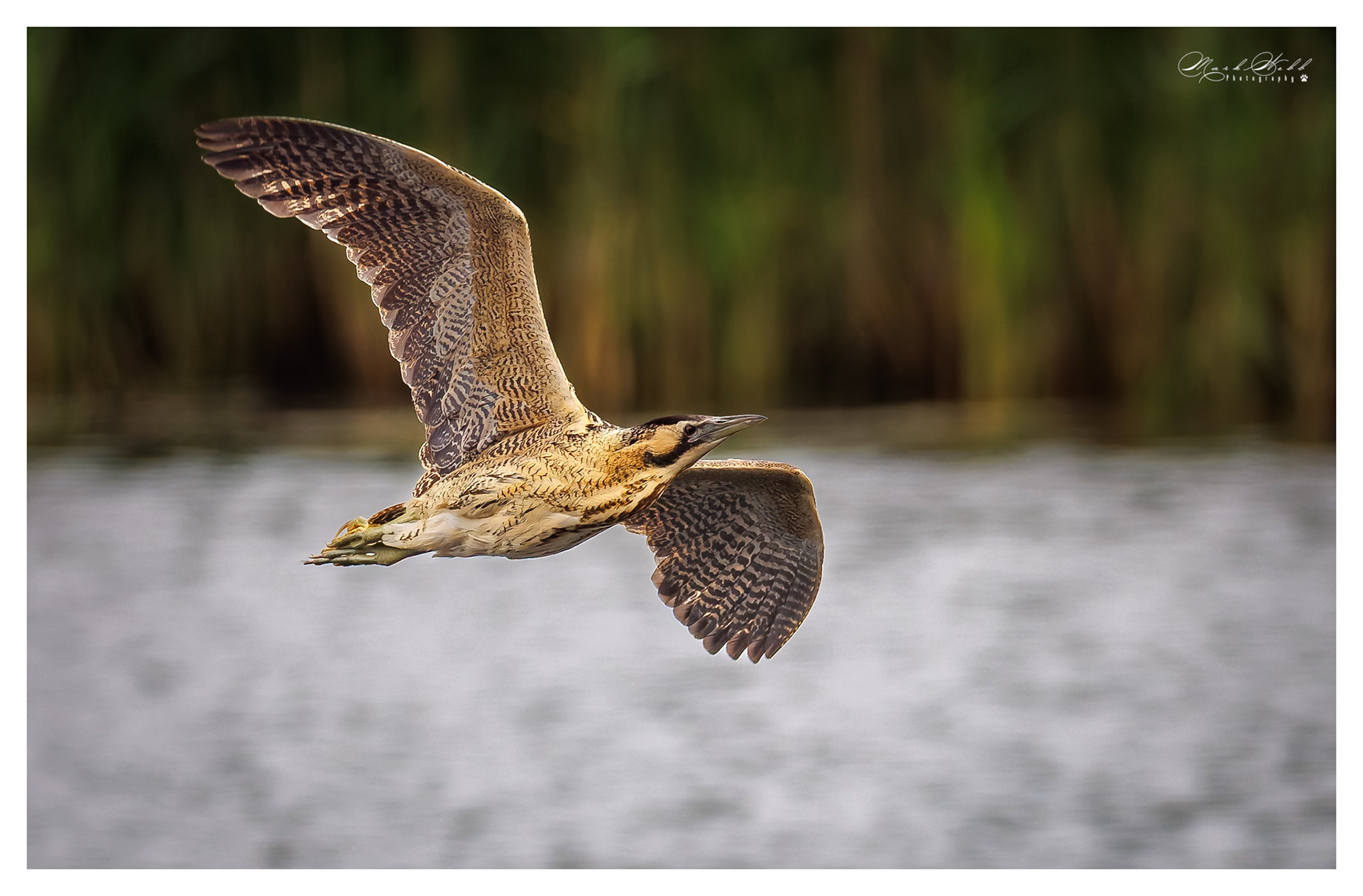 Bittern Woodwalton June 2023