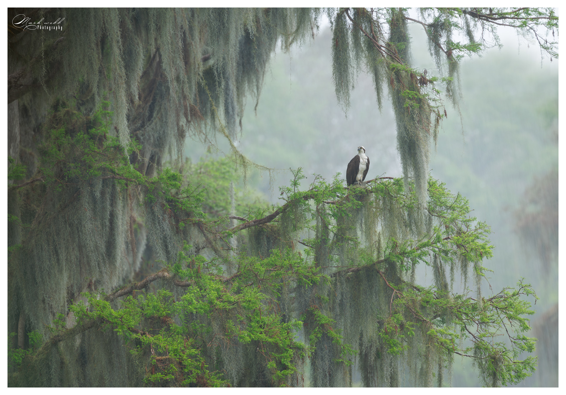 Osprey Circle B Bar Reserve