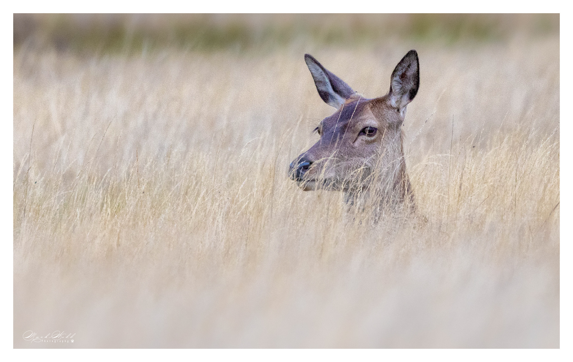 Richmond Park October 2023