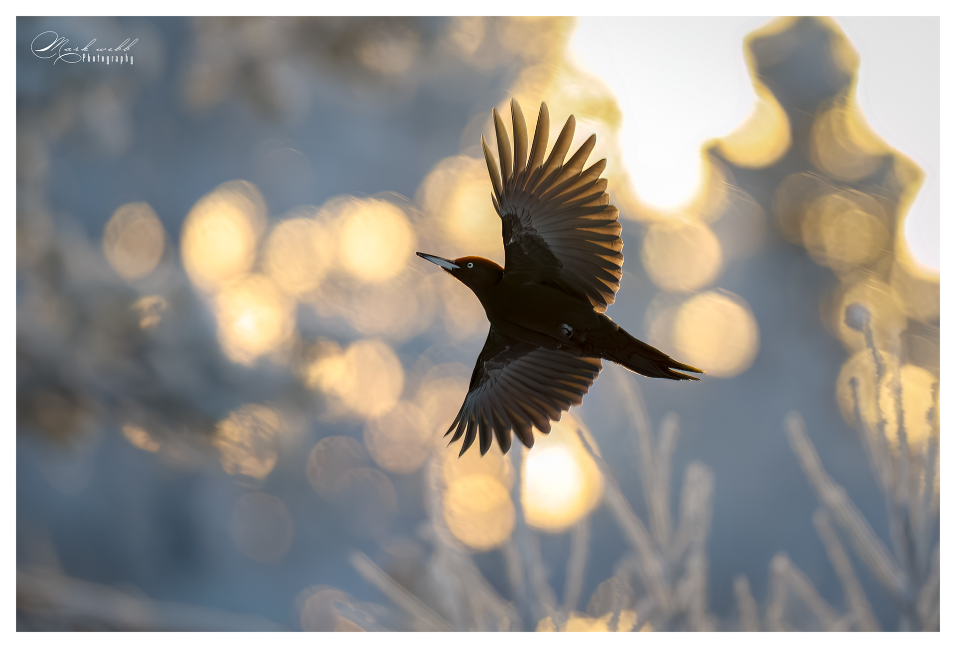 Black Woodpecker