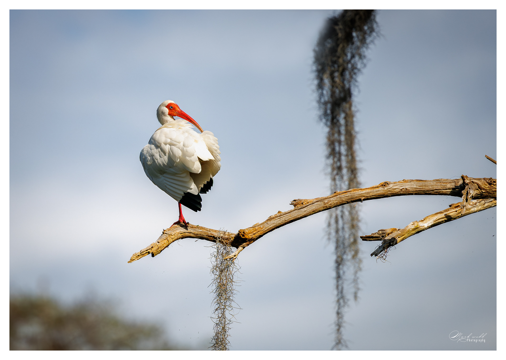 White Ibis