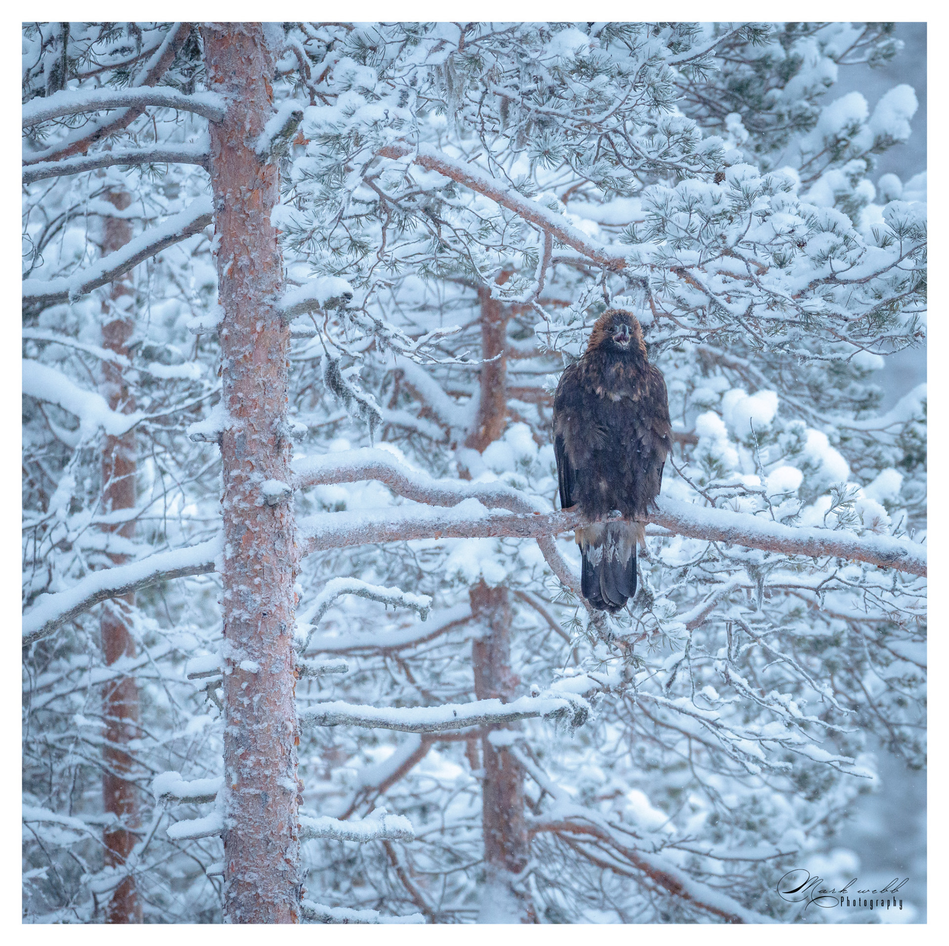 Golden Eagle