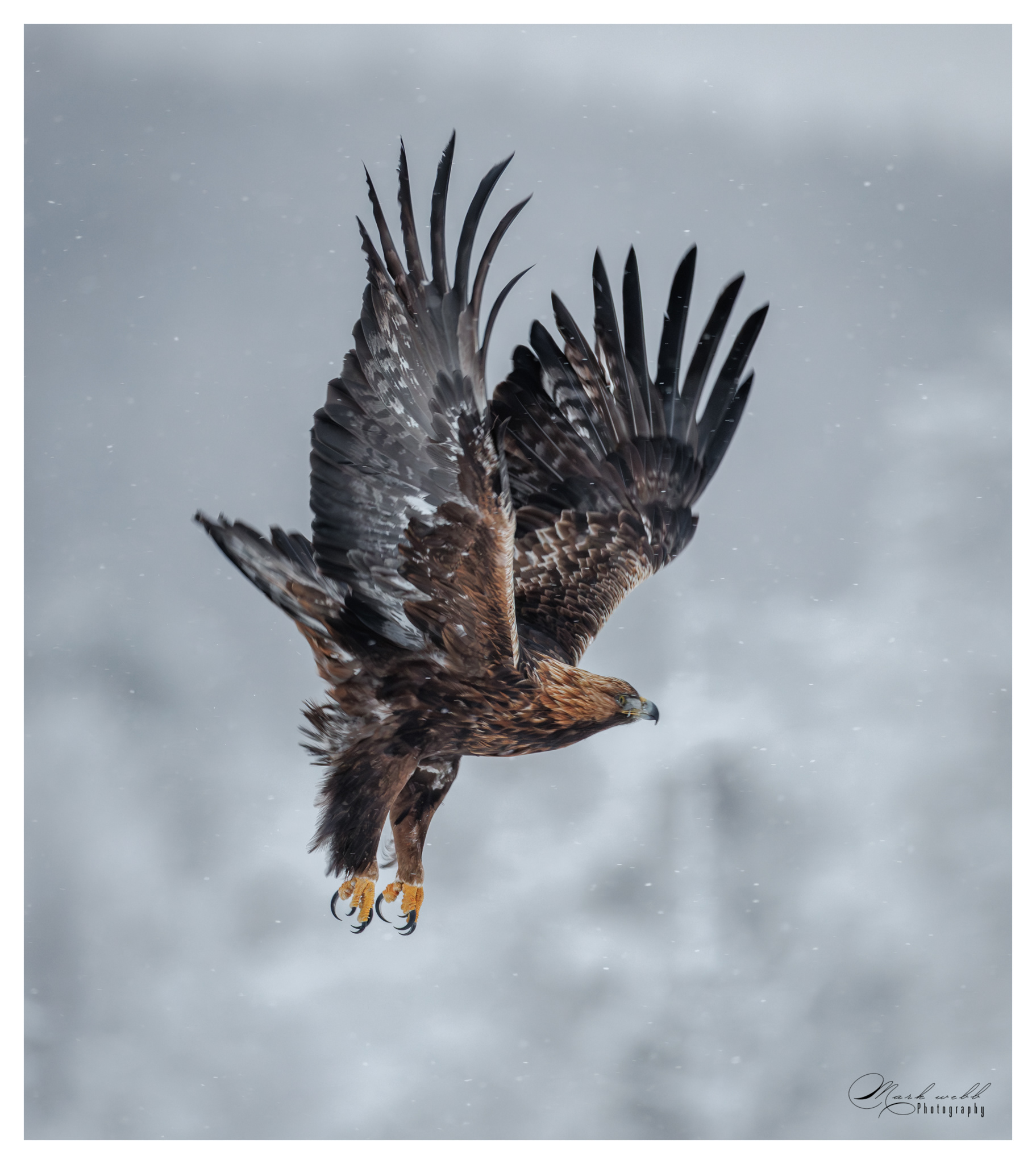 Golden Eagle