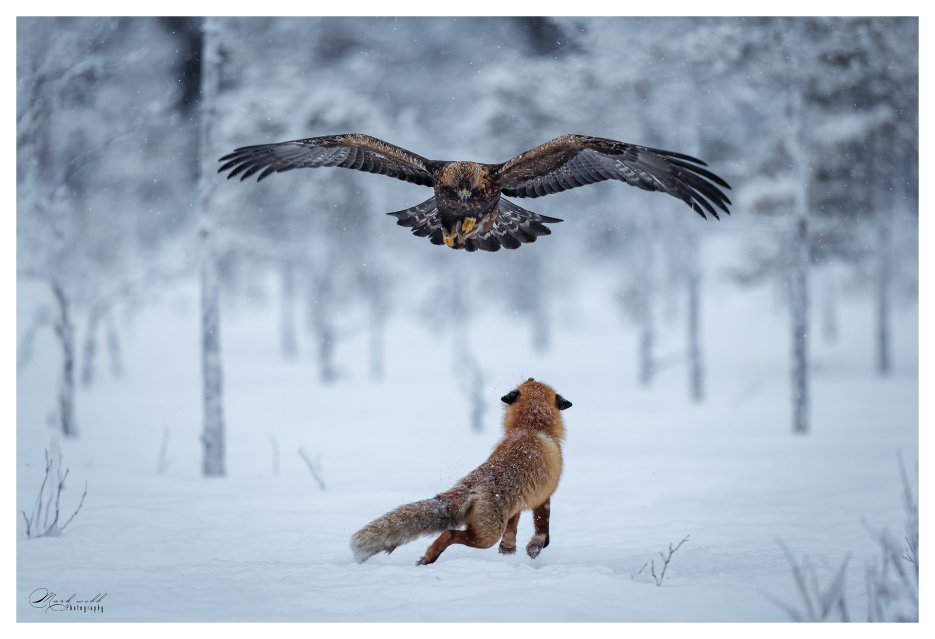 Red Fox v Golden Eagle
