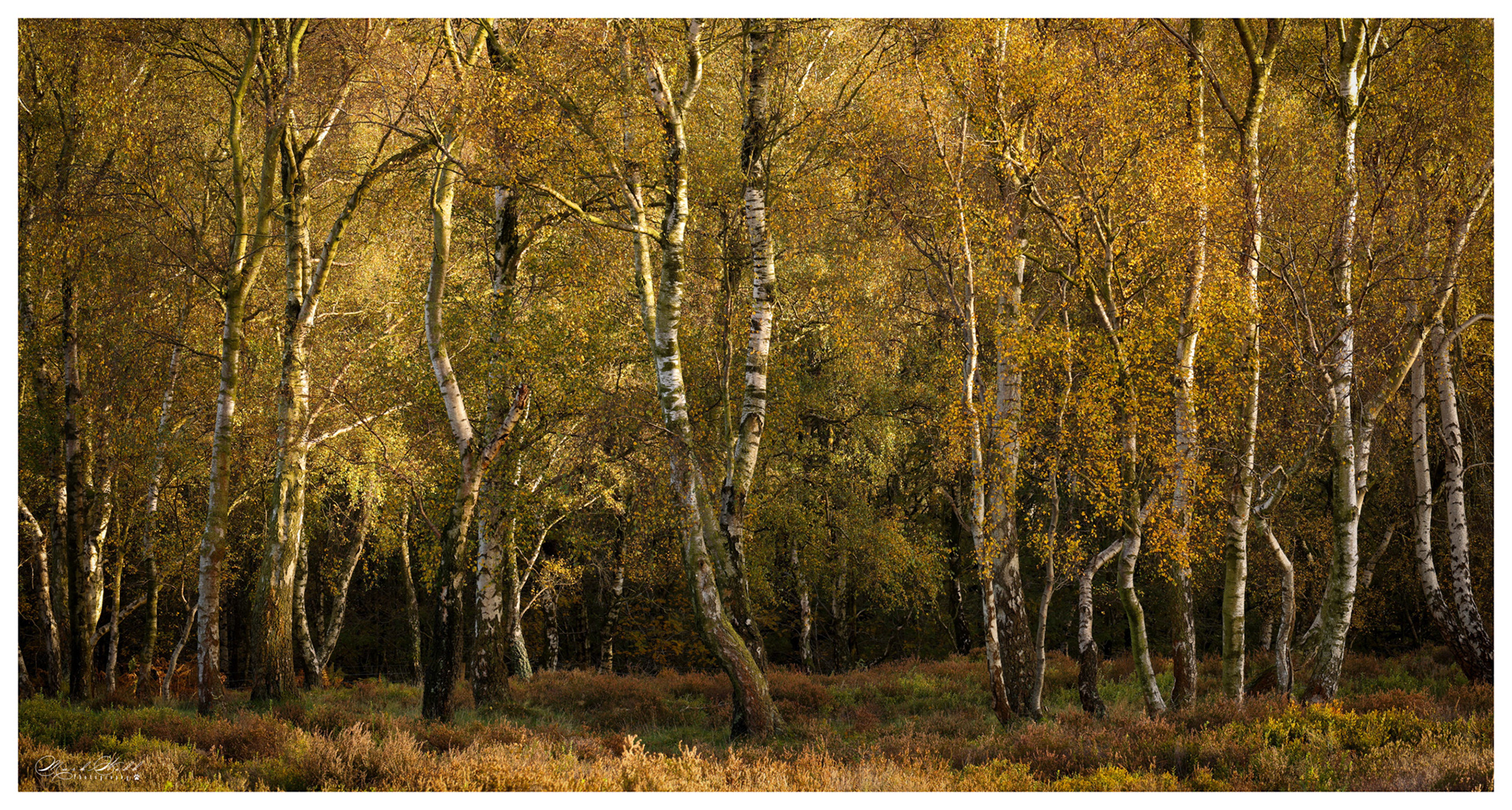 Bole Hill Birches October 2023