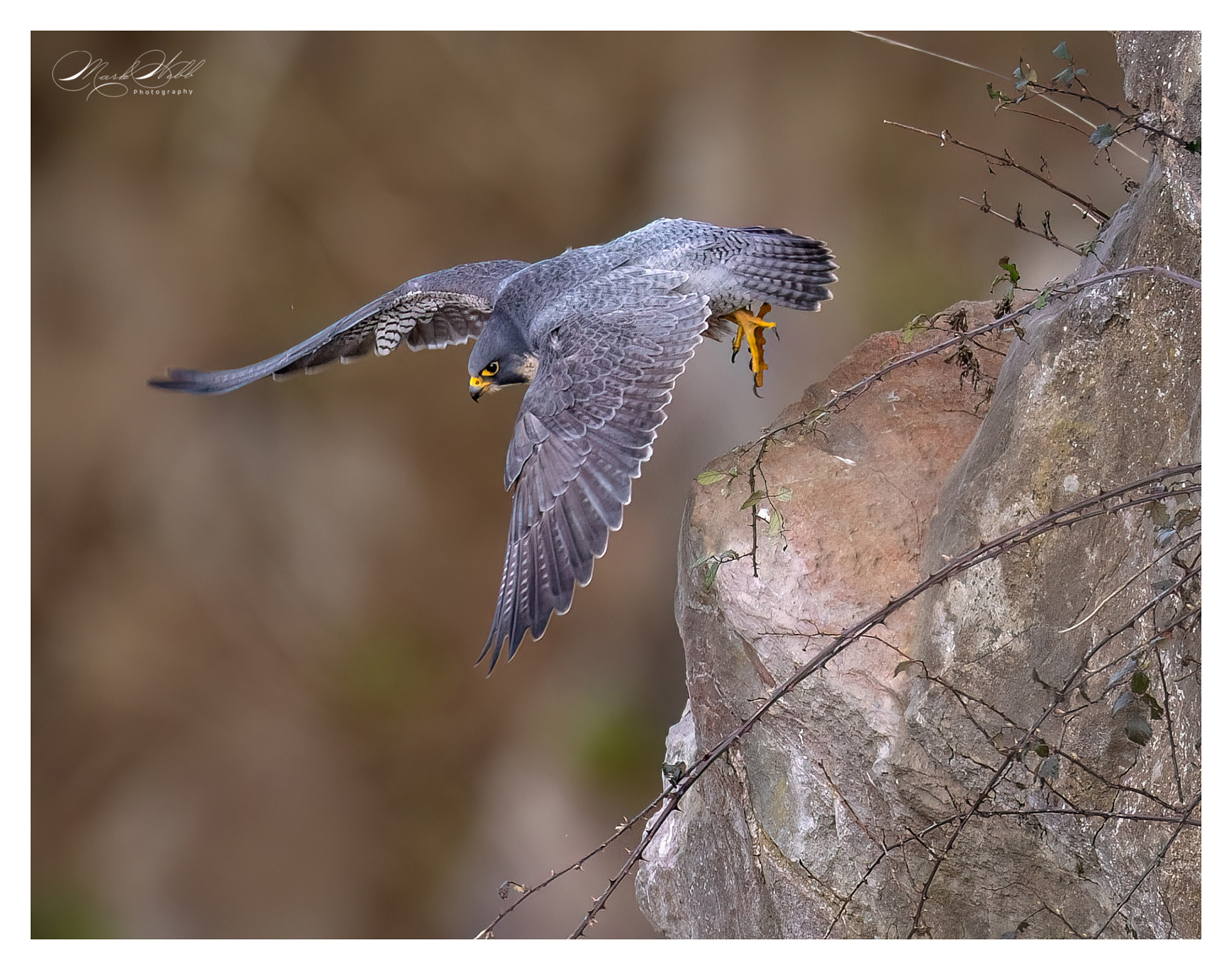 Peregrine Falcon Bristol February 2024