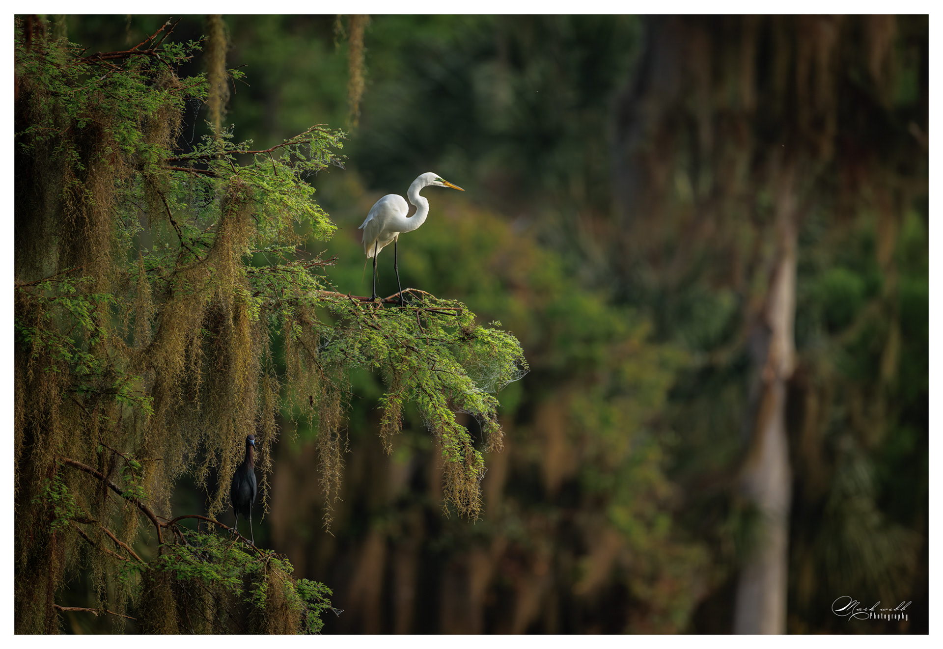 GW Egret