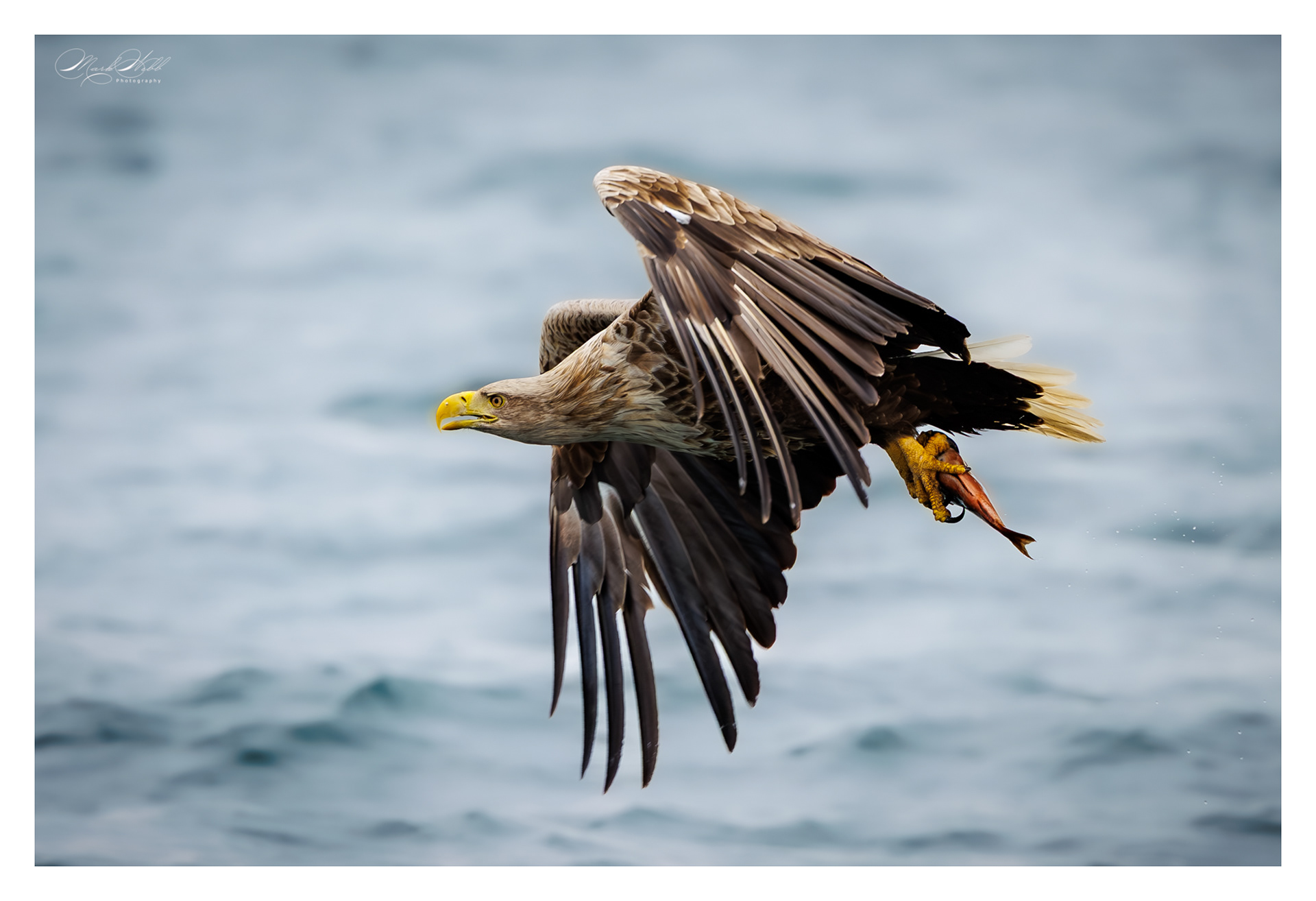 Juvenile White Tailed Sea Eagle