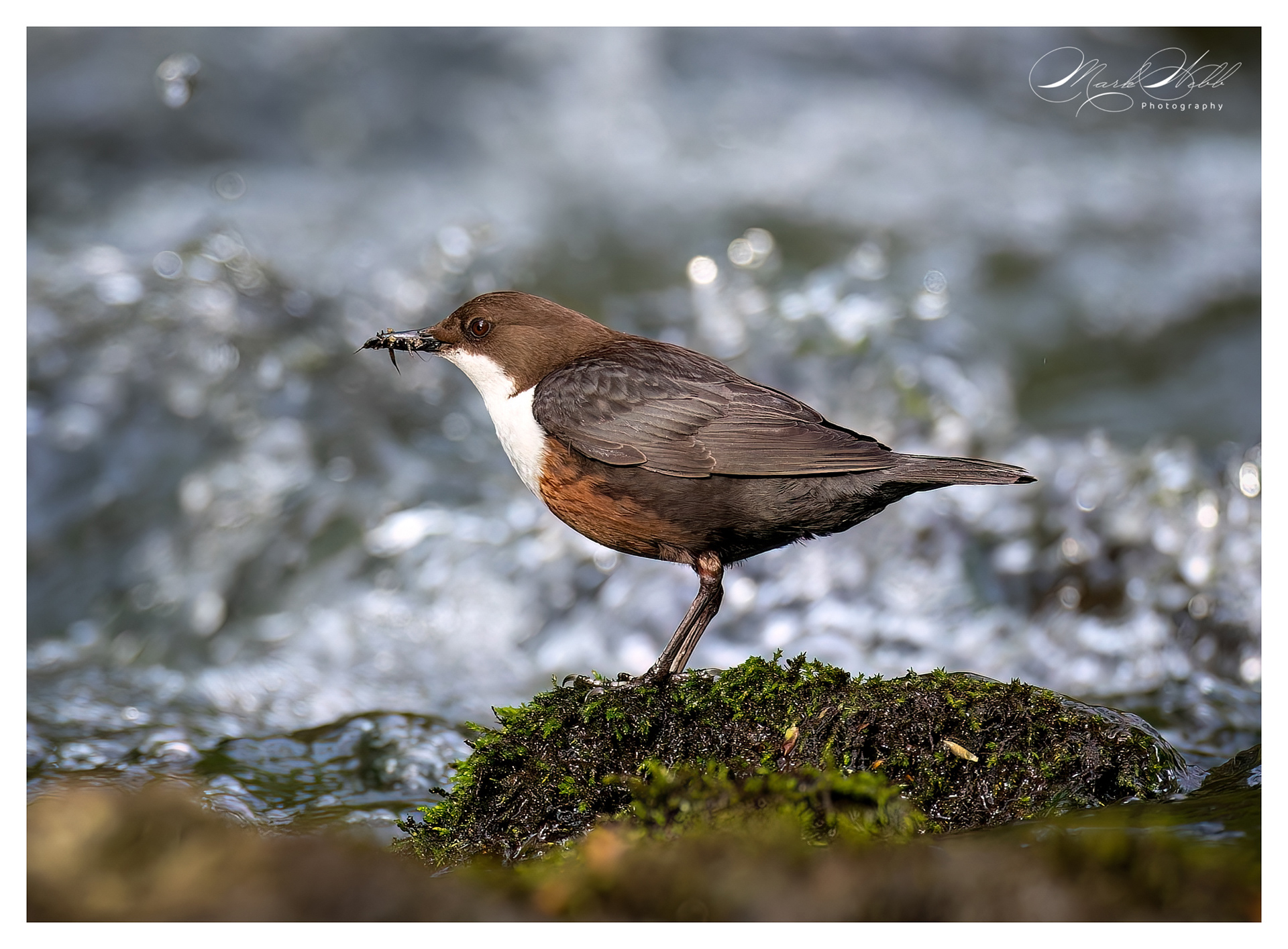 Dipper Millers Dale April 2024