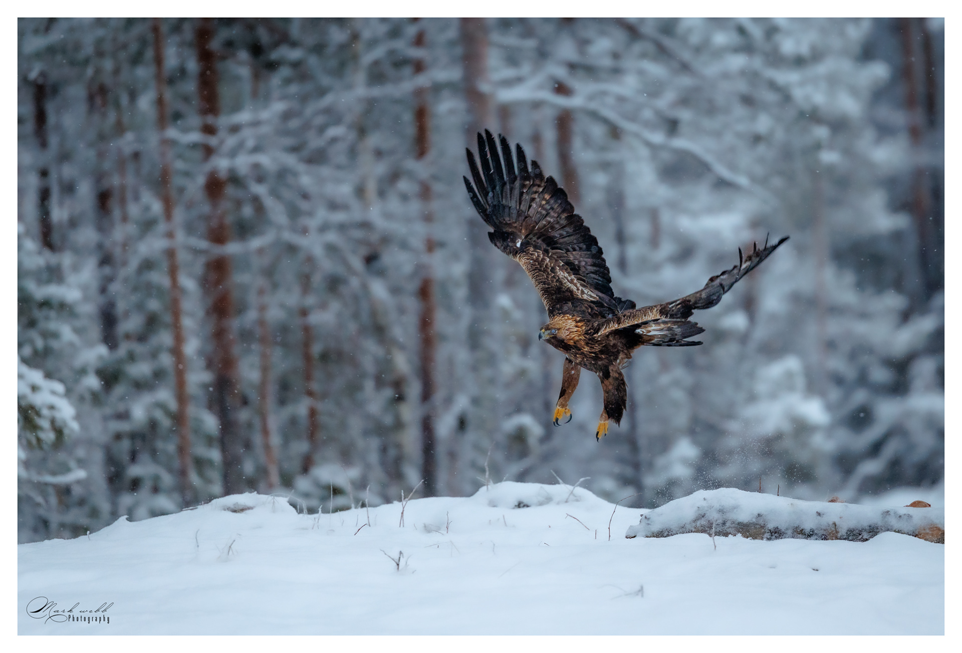 Golden Eagle