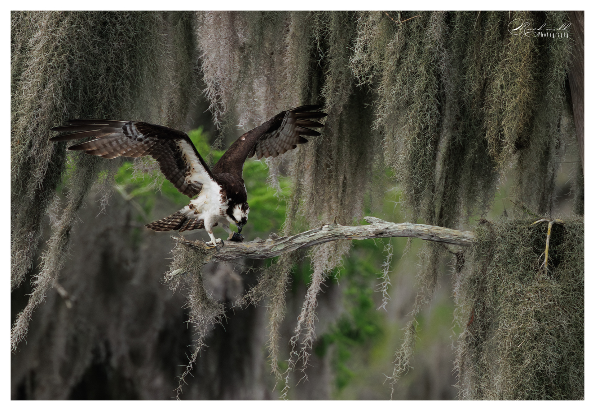 Osprey Blue Cypress Lake