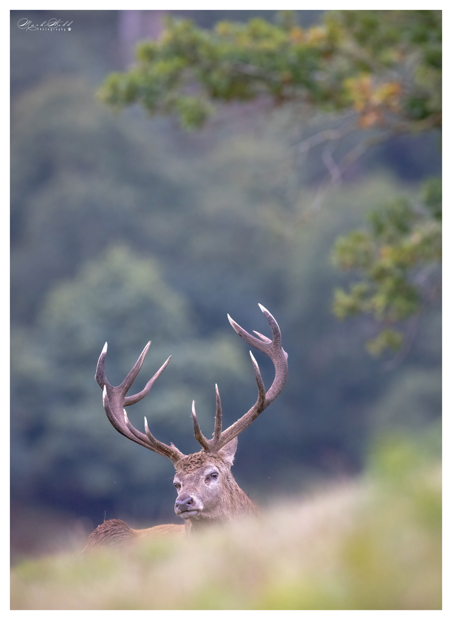 Bradgate Park October 2023