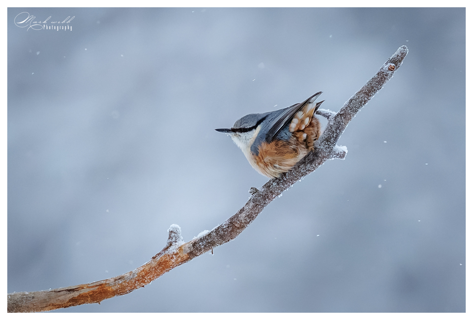 Nuthatch