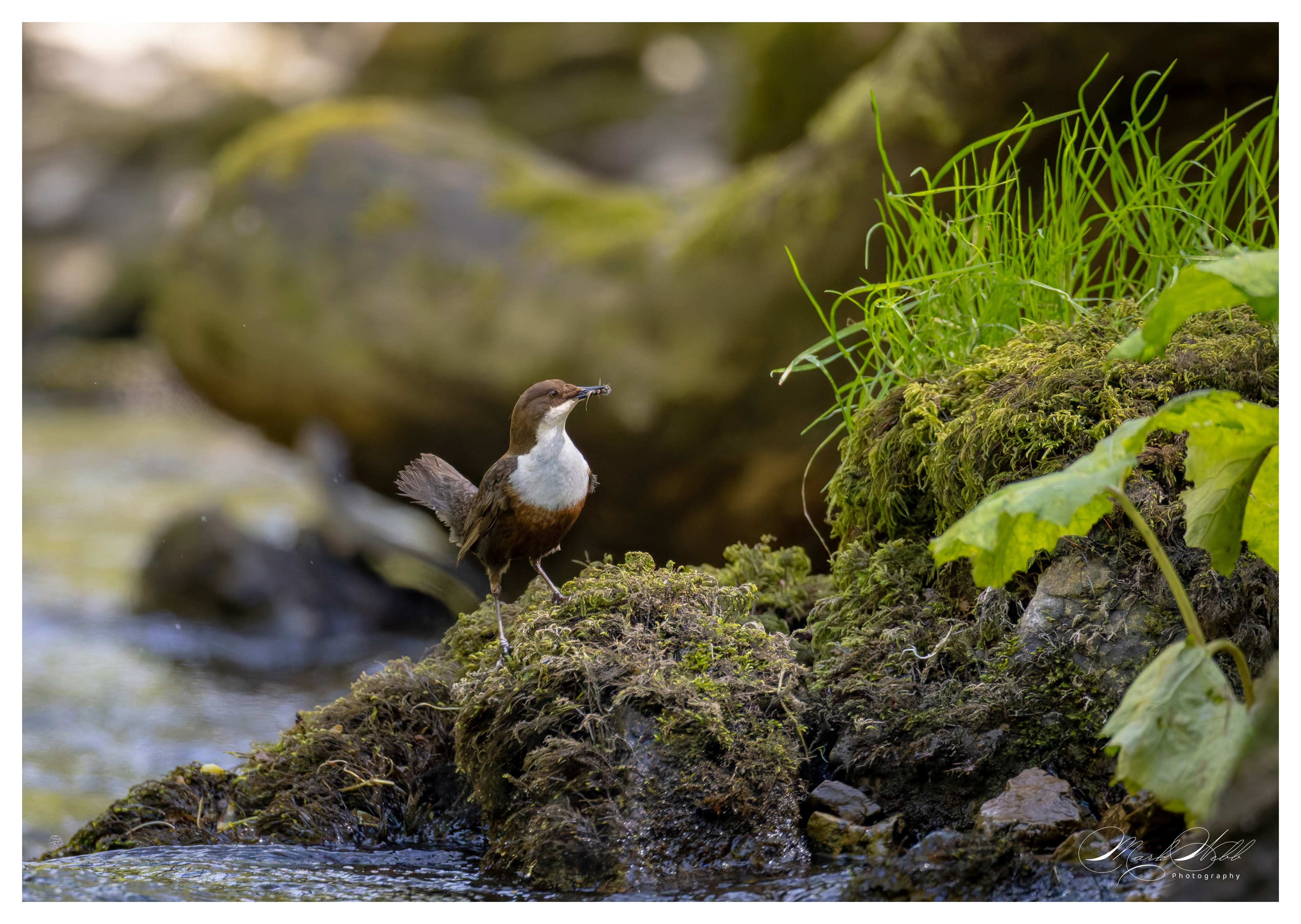 Dipper Millers Dale April 2024