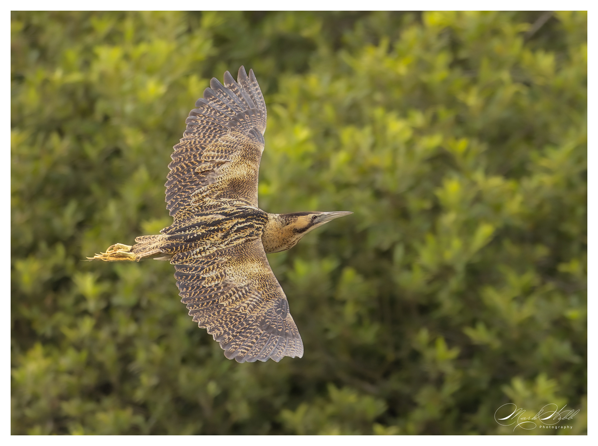 Bittern Woodwalton June 2023