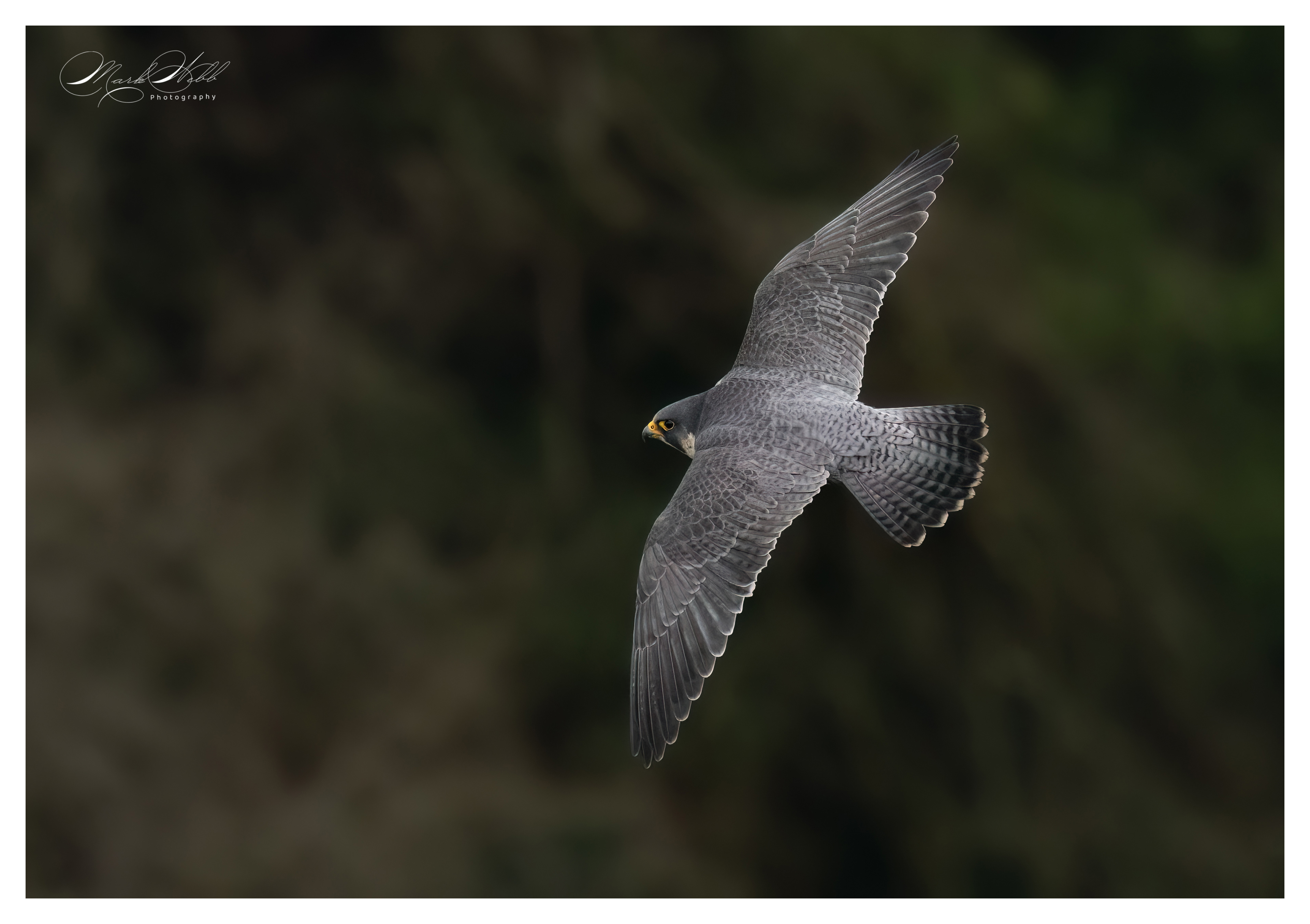 Peregrine Falcon Bristol February 2024