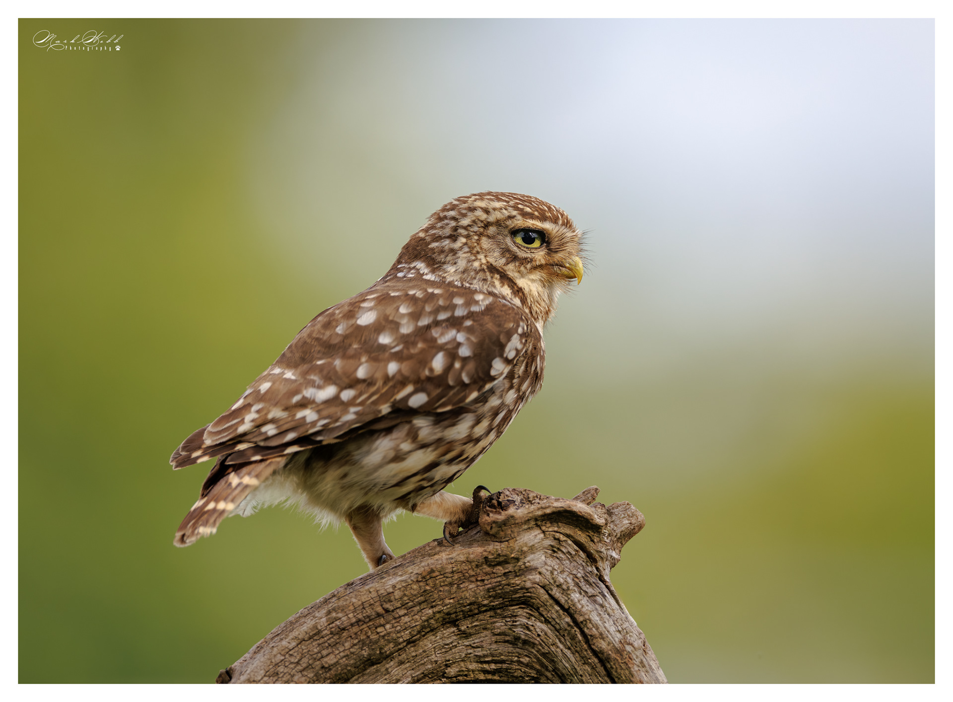 Little Owl Holdenby Estate July 2026