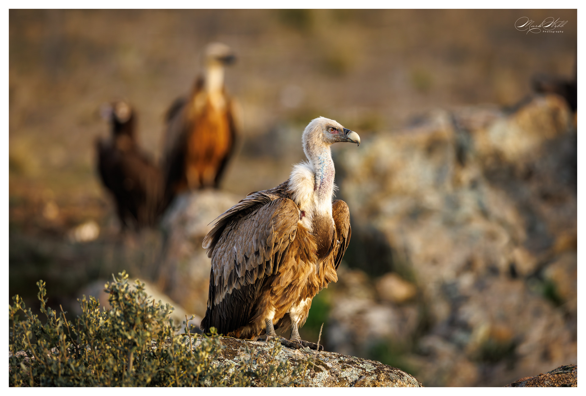 Vultures