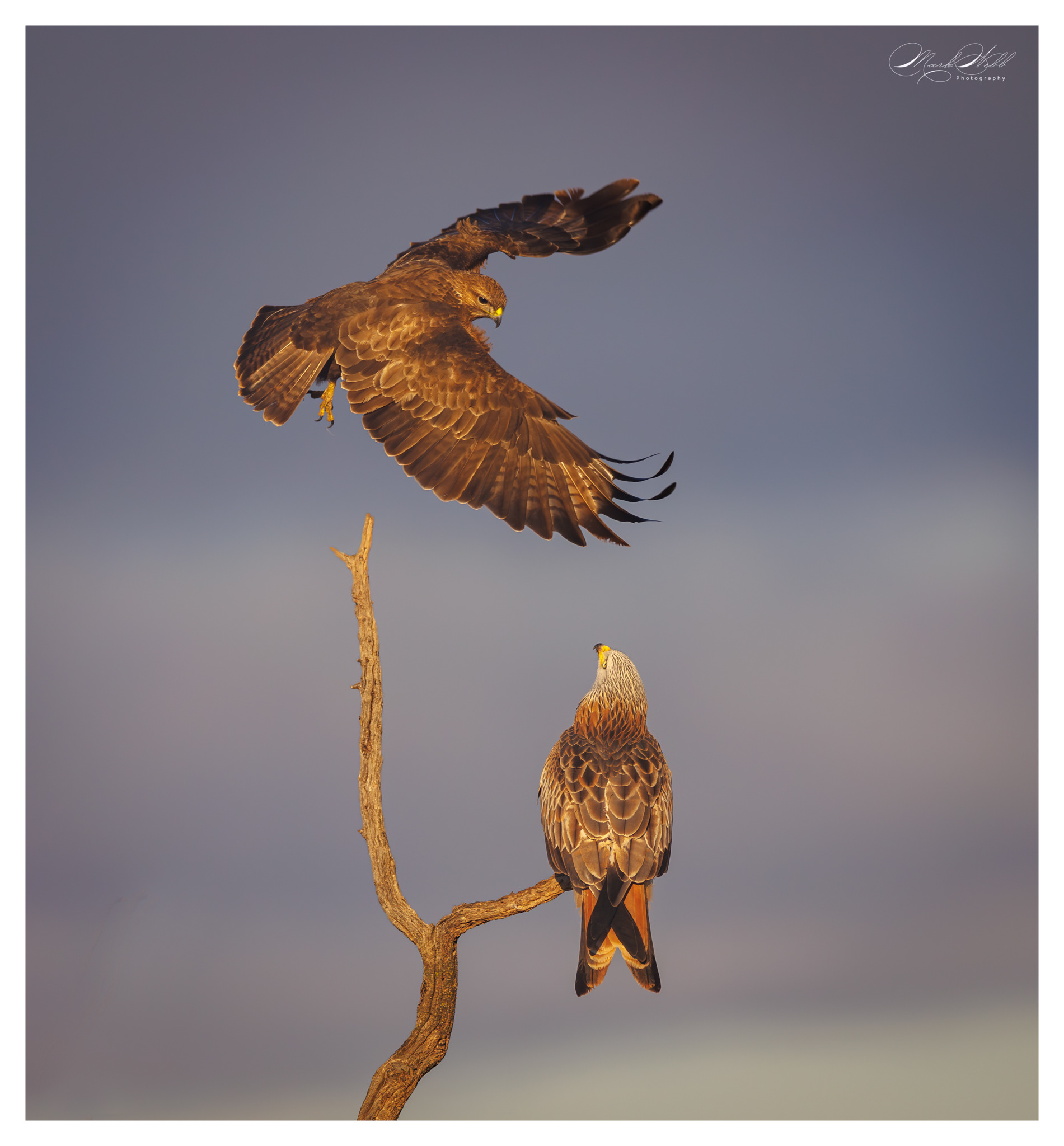 Buzzard v Red Kite
