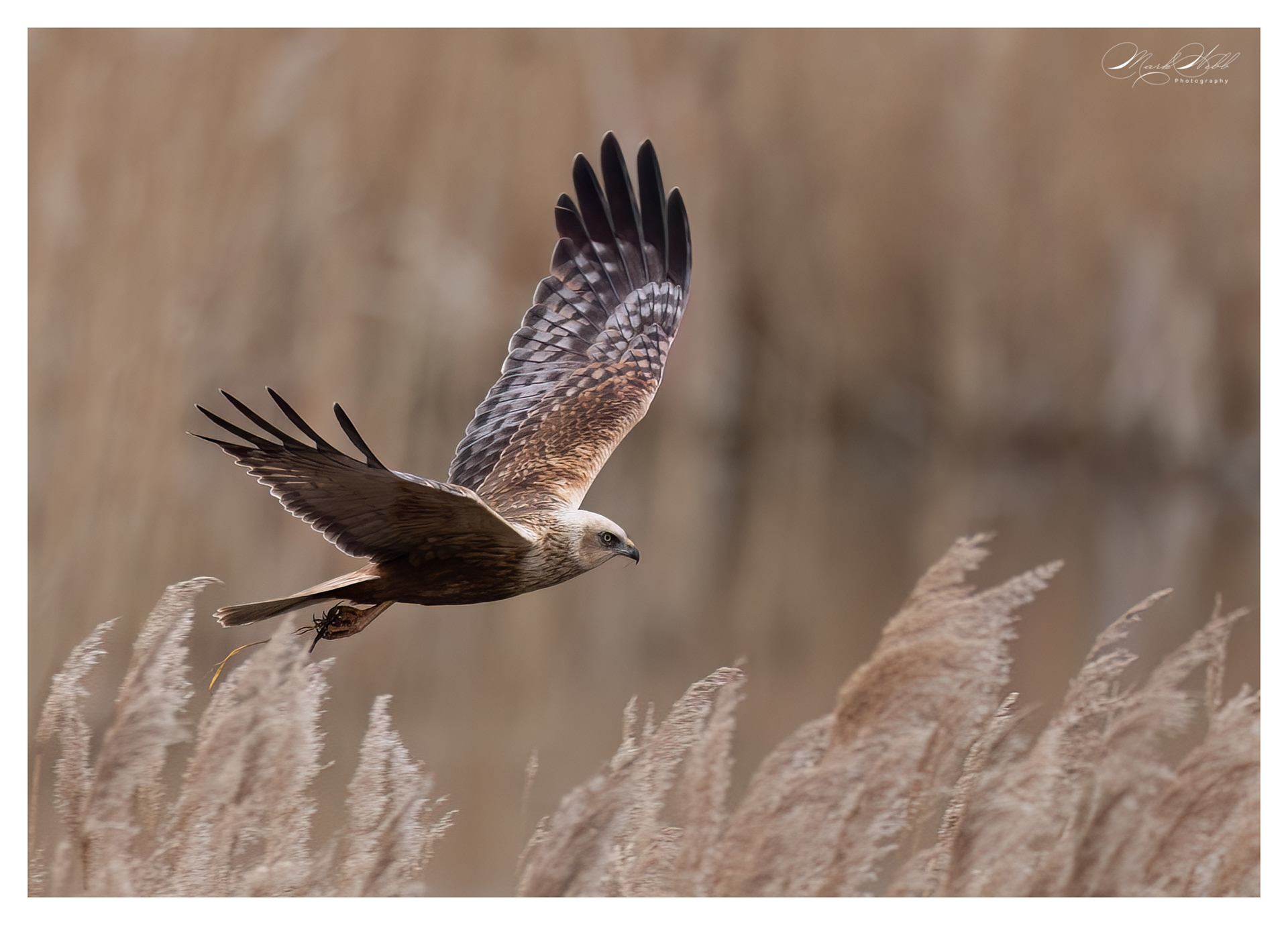 Marsh Harrier Fowlmere March 2024