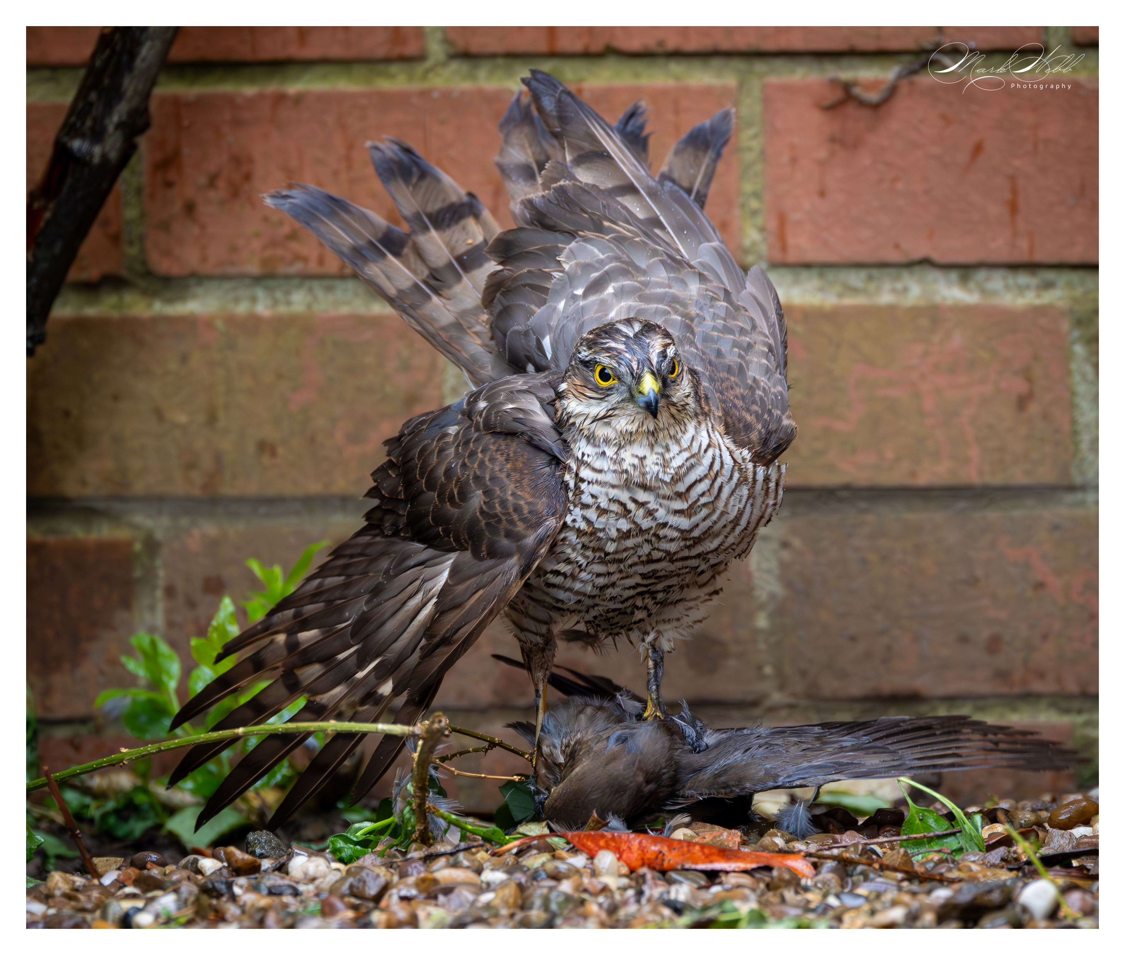Sparrowhawk Garden April 2024