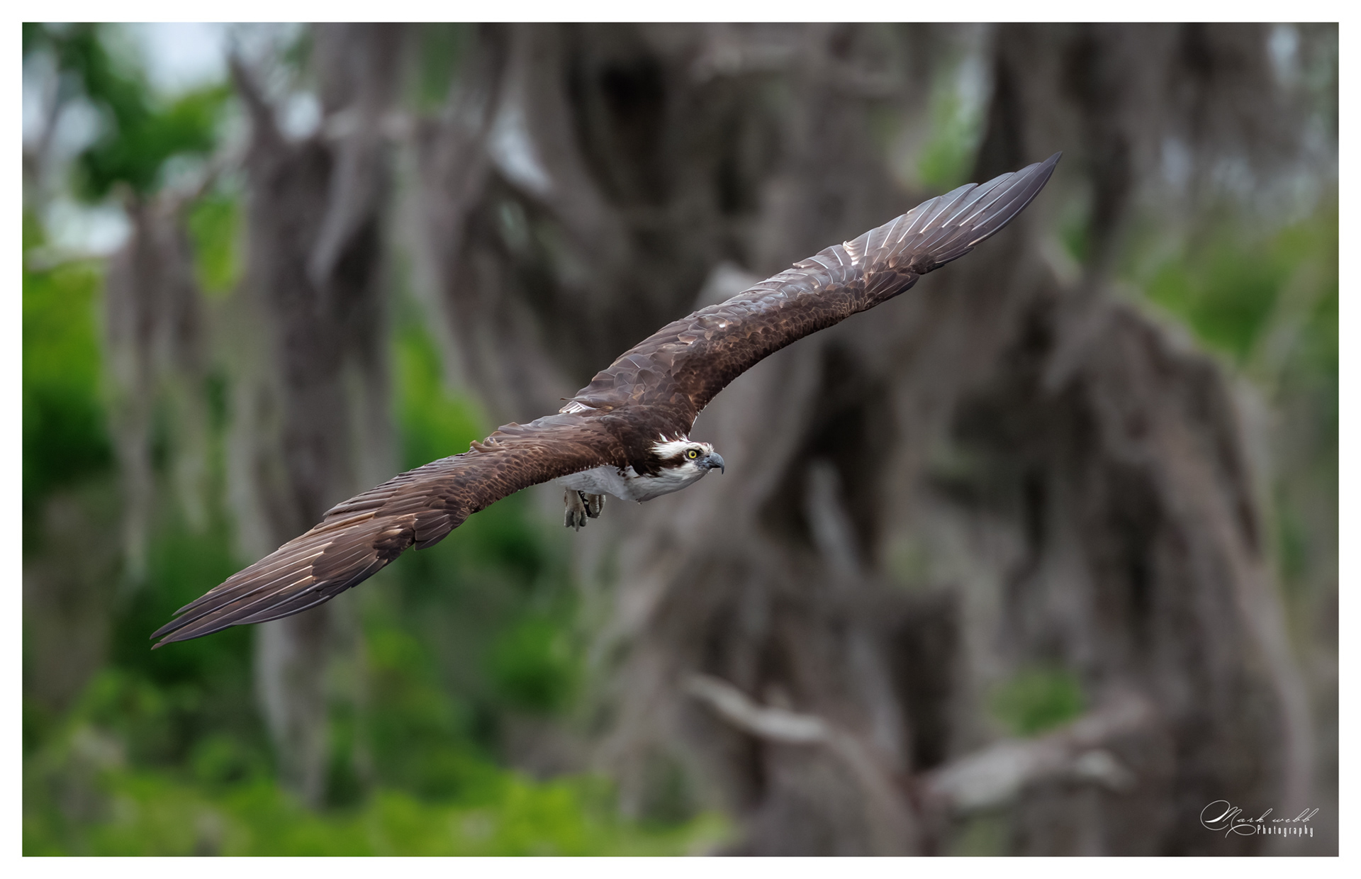 Osprey Blue Cypress Lake