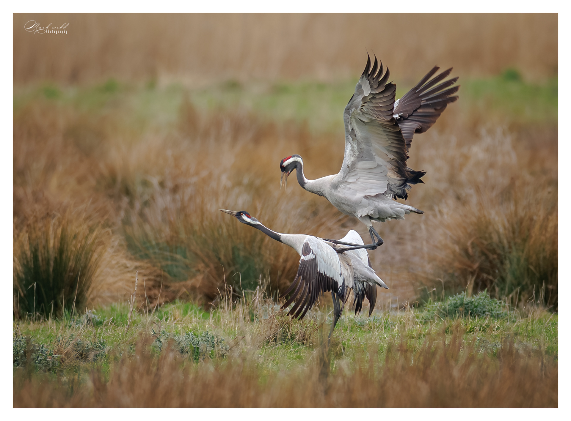 Cranes Willow Tree Fen March 2026