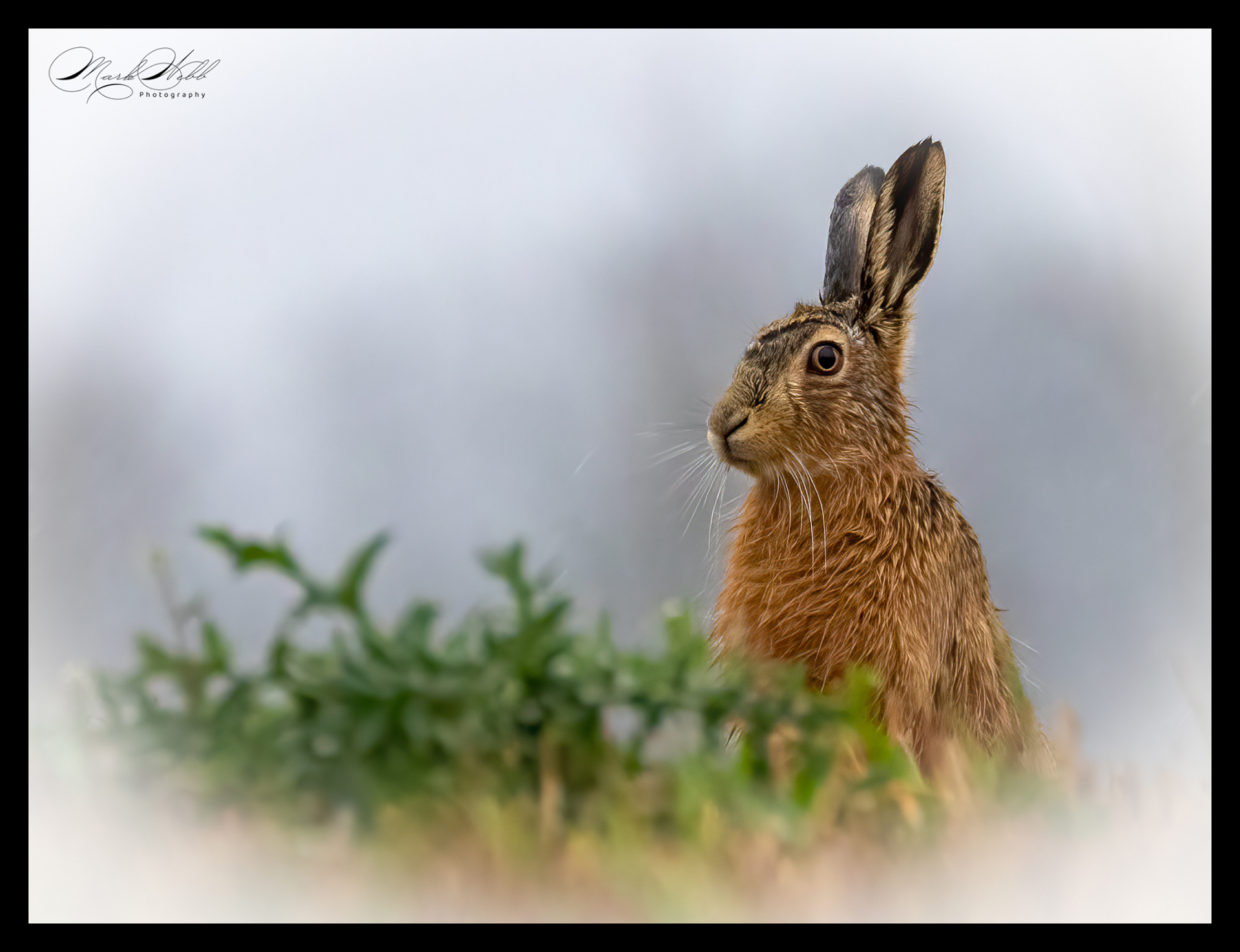 Lincolnshire Hares March 2024