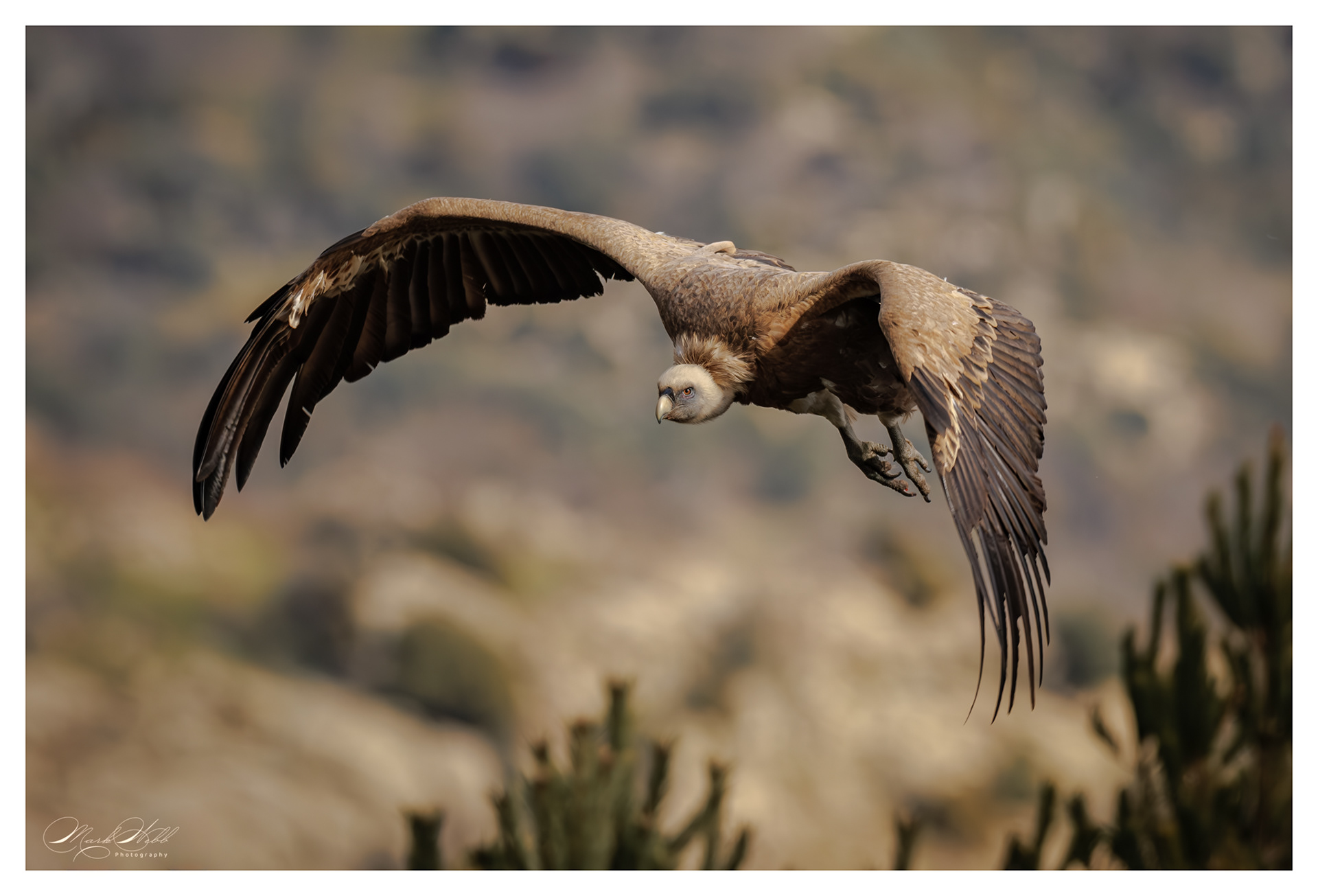 Griffon Vulture