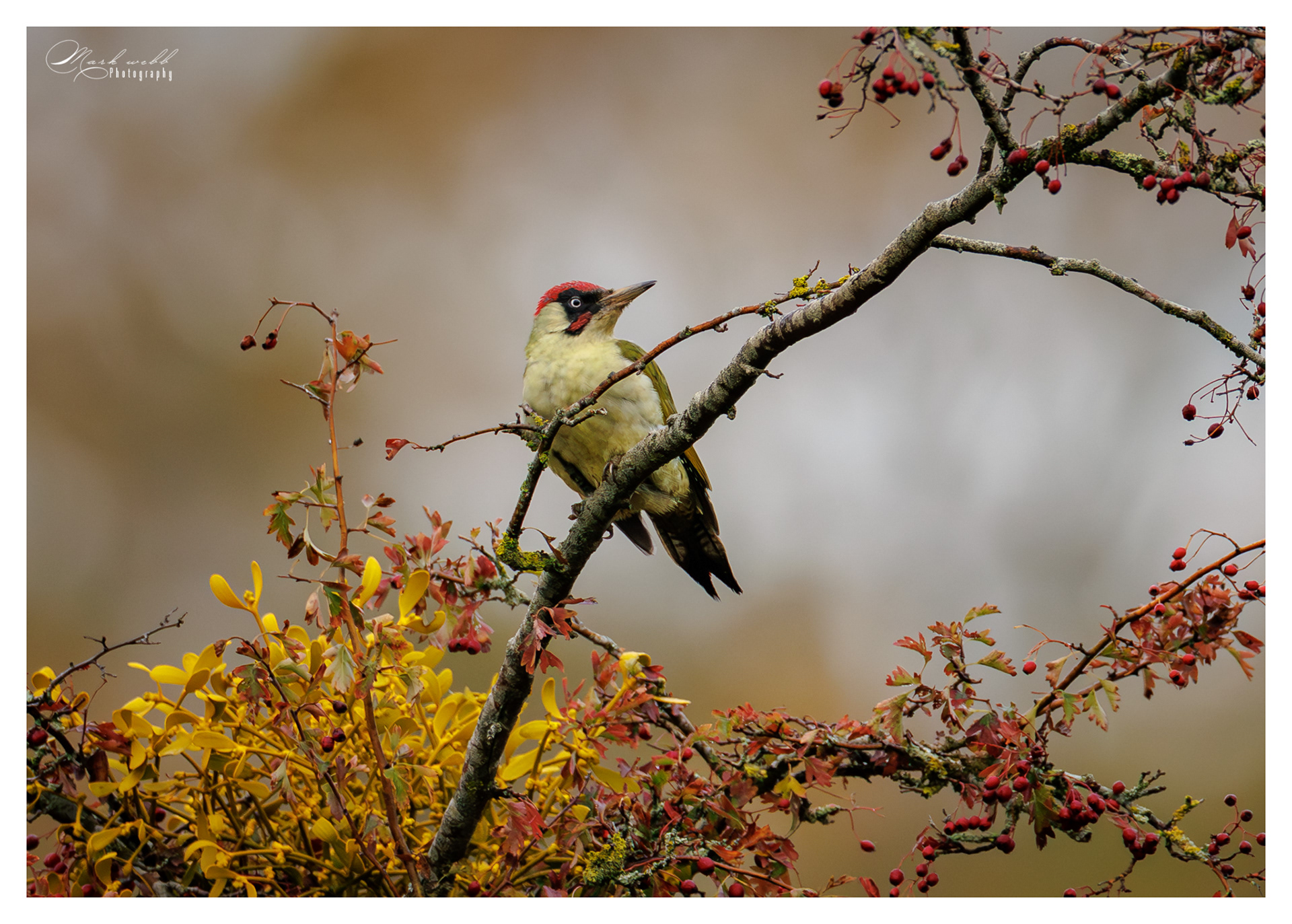 Green Woodpecker Bushy Park October 2025