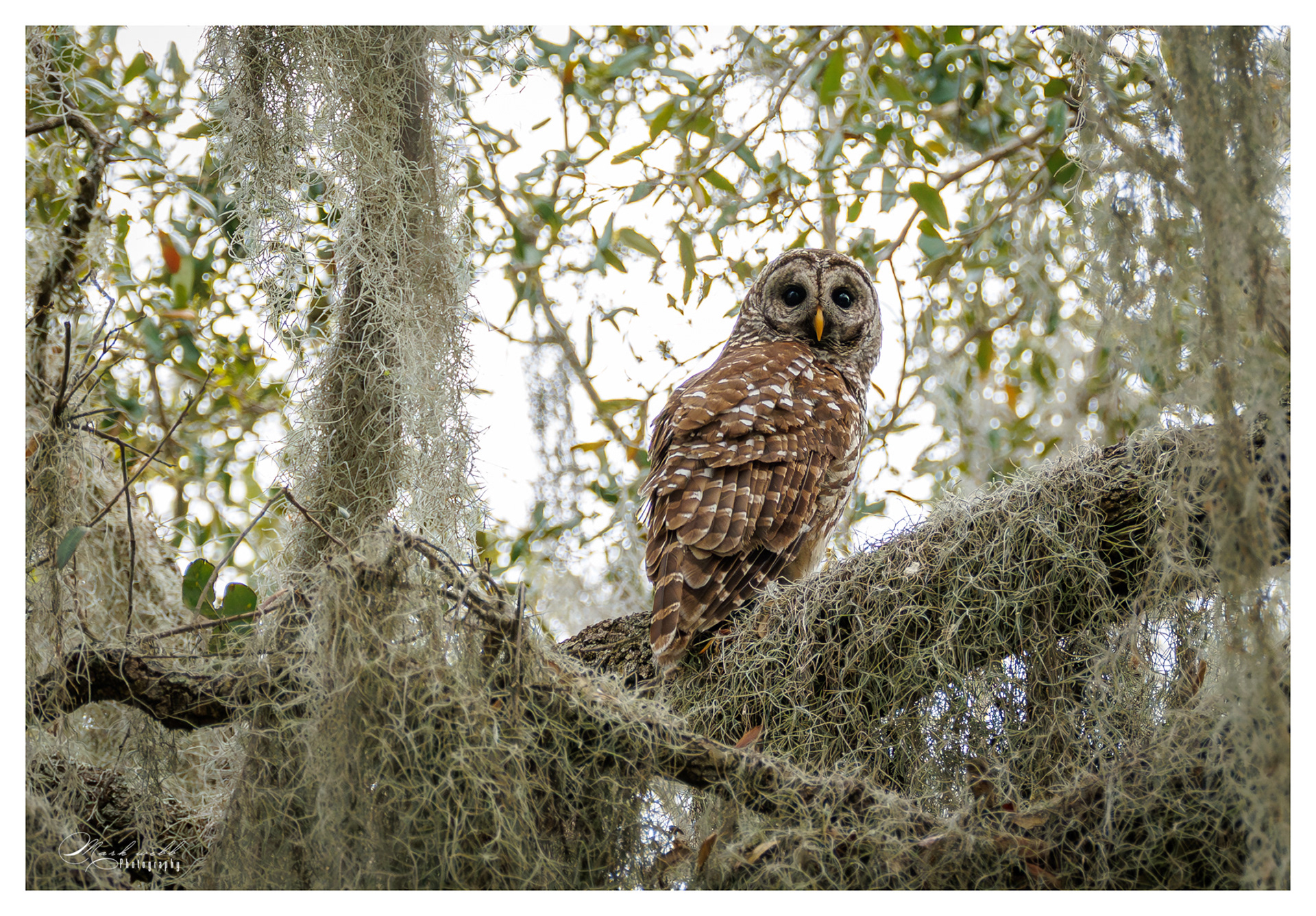 Barred Owl