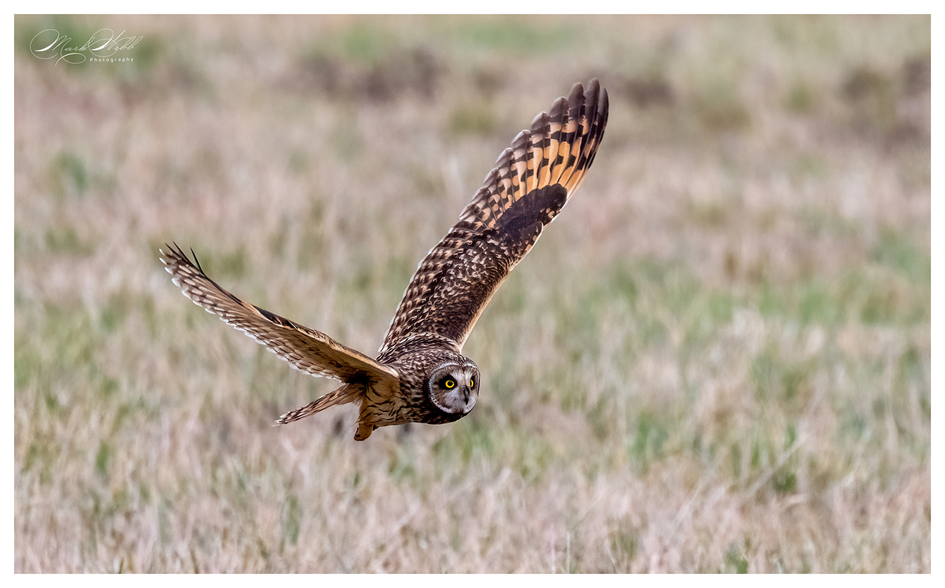 SEO Wallasea Island February 2024